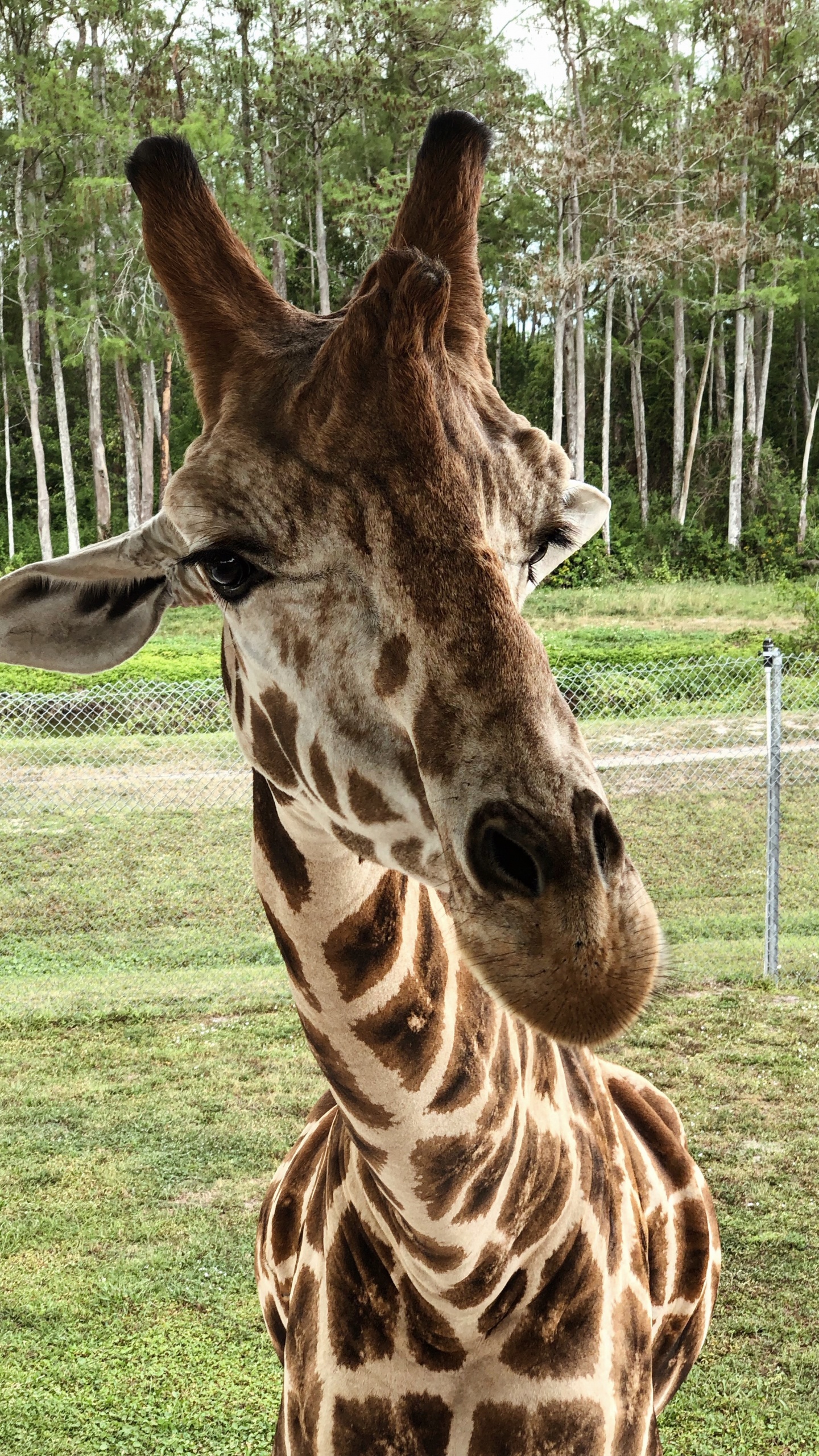 Giraffe, Terrestrische Tier, Wissenschaft, Biologie, Natur. Wallpaper in 1440x2560 Resolution