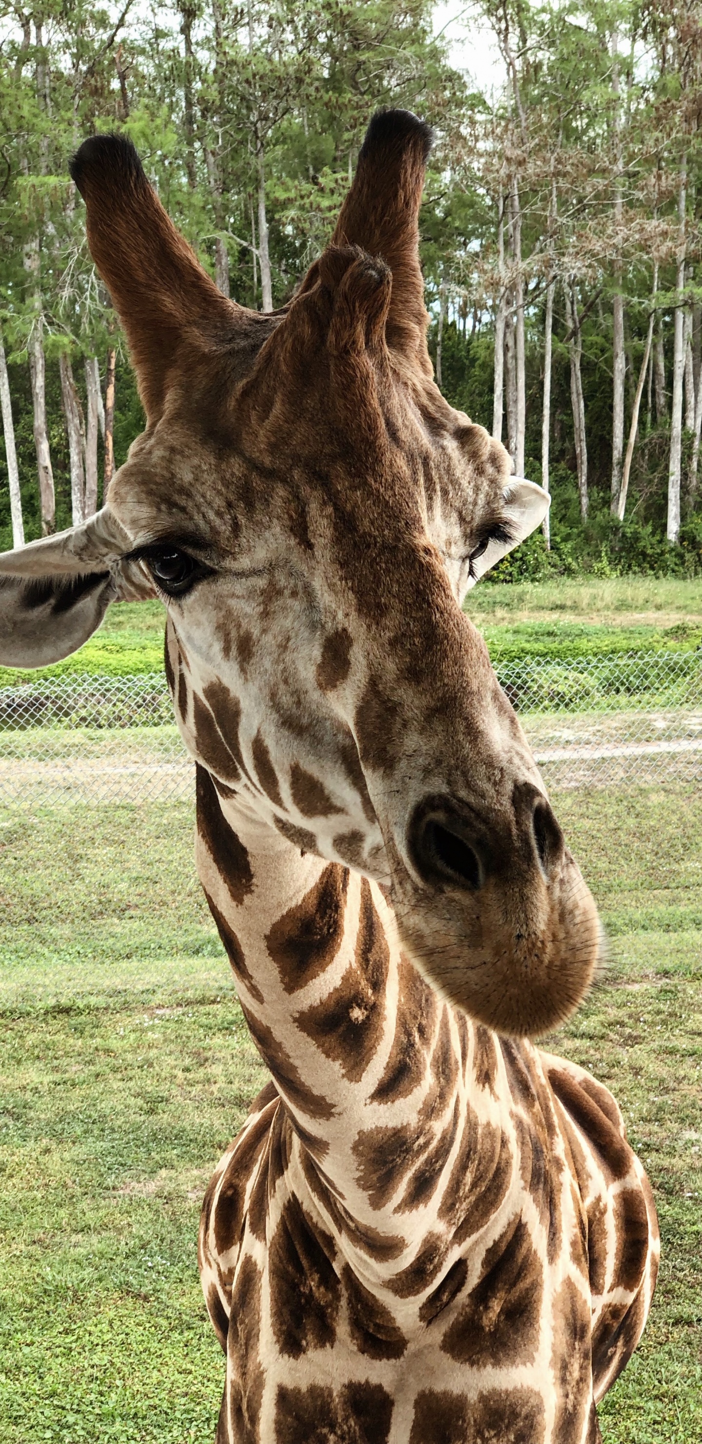 Giraffe, Terrestrische Tier, Wissenschaft, Biologie, Natur. Wallpaper in 1440x2960 Resolution