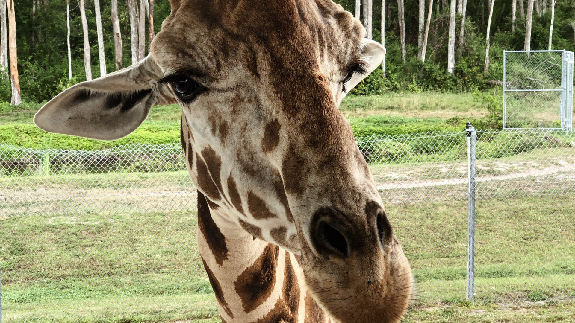 Giraffe, Terrestrische Tier, Wissenschaft, Biologie, Natur. Wallpaper in 1920x1080 Resolution