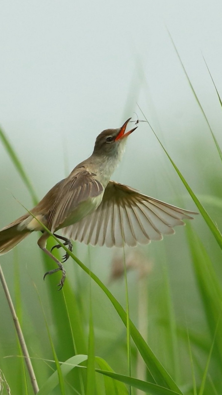 鸟, 野生动物, 草家庭, 翼, 草 壁纸 750x1334 允许