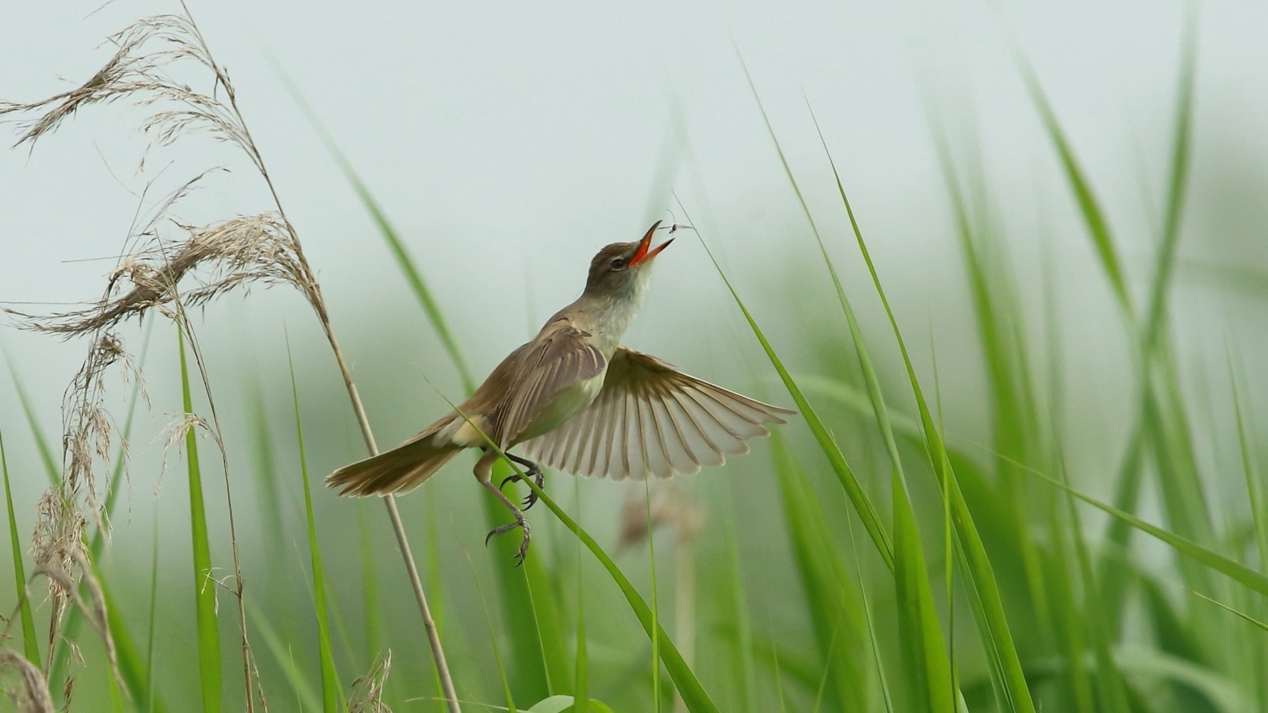 Brown and Black Bird on Green Plant. Wallpaper in 2560x1440 Resolution