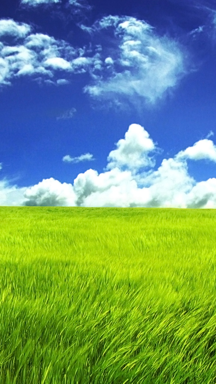 Champ D'herbe Verte Sous Ciel Bleu et Nuages Blancs Pendant la Journée. Wallpaper in 720x1280 Resolution