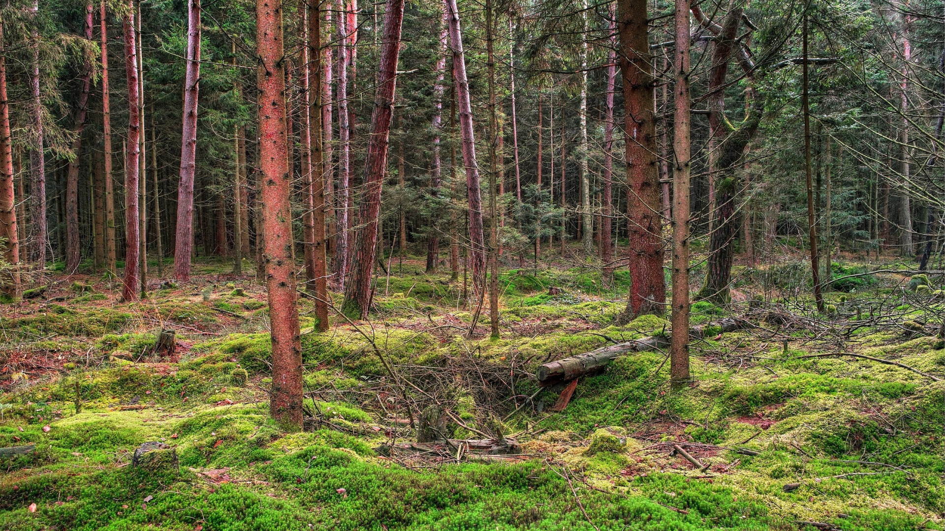 Grünes Gras Und Braune Bäume. Wallpaper in 1920x1080 Resolution