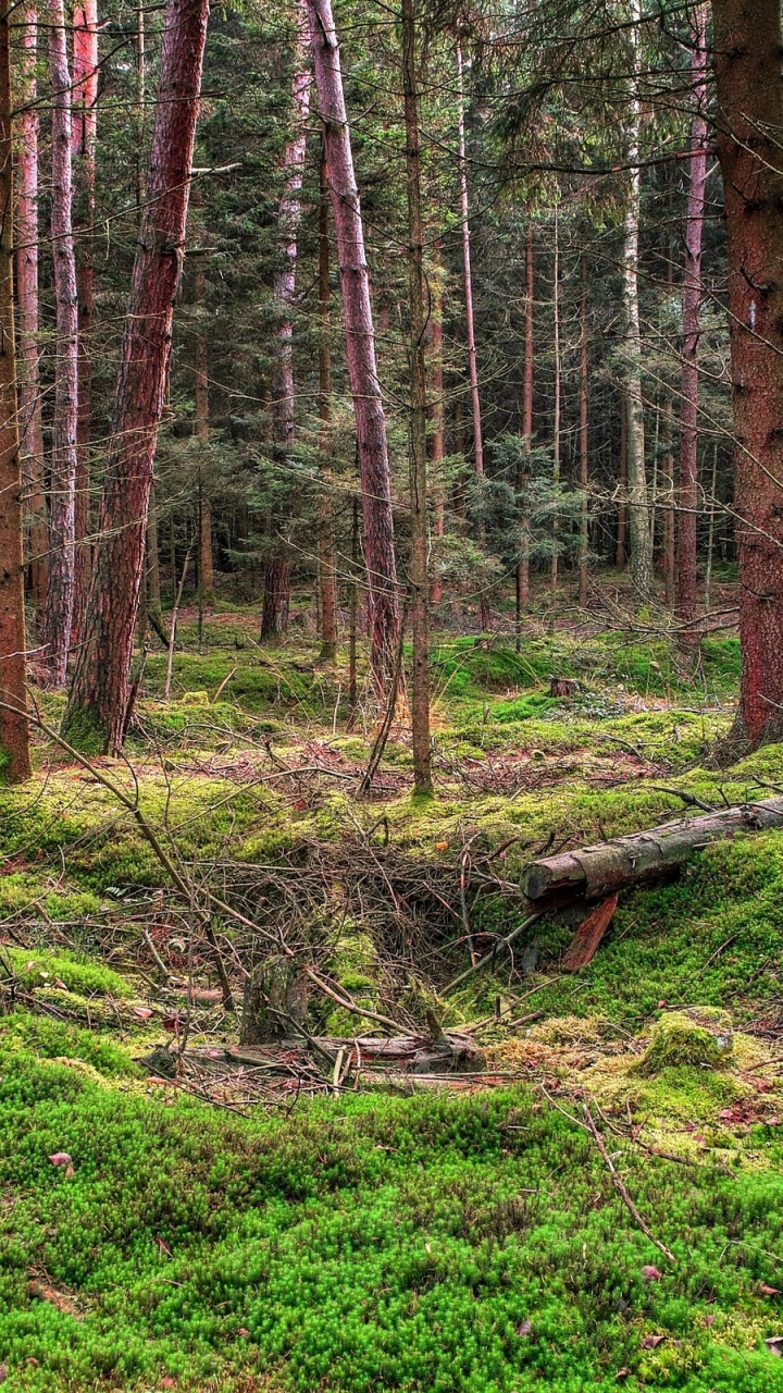 Green Grass and Brown Trees. Wallpaper in 720x1280 Resolution