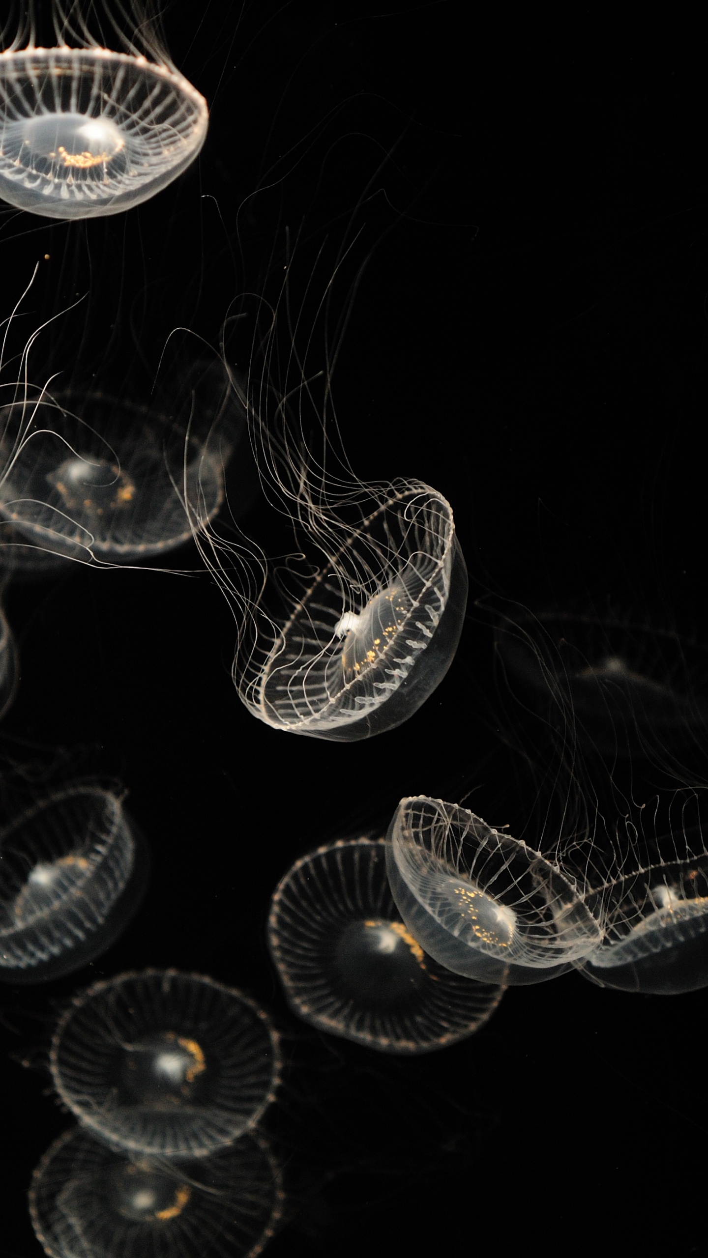 Medusas Blancas y Azules Sobre Fondo Negro. Wallpaper in 1440x2560 Resolution