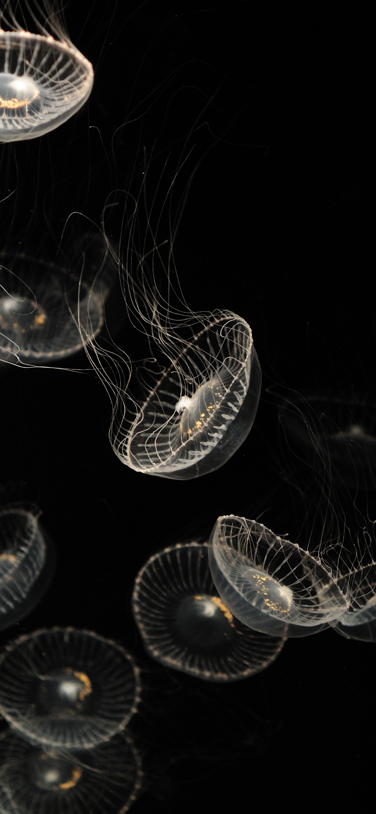 White and Blue Jellyfish on Black Background. Wallpaper in 1242x2688 Resolution