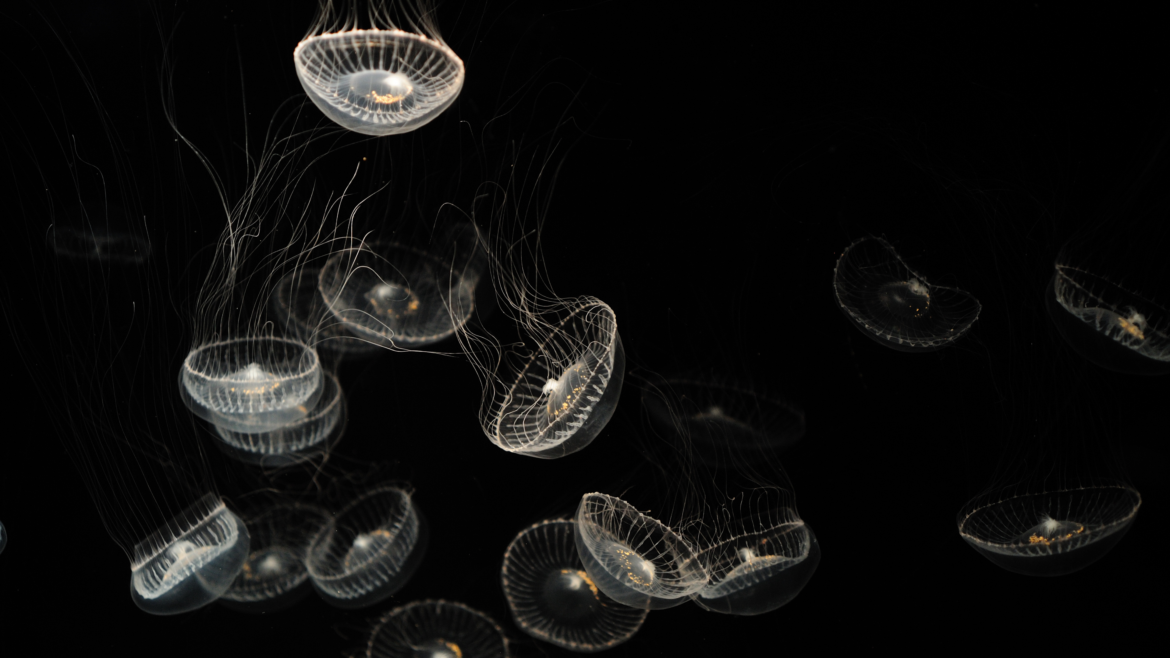 White and Blue Jellyfish on Black Background. Wallpaper in 3840x2160 Resolution