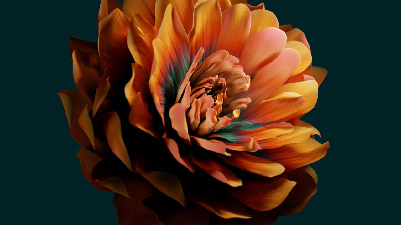 Huawei, Xiaomi, 黄色的, 切花, 花卉设计 壁纸 1280x720 允许