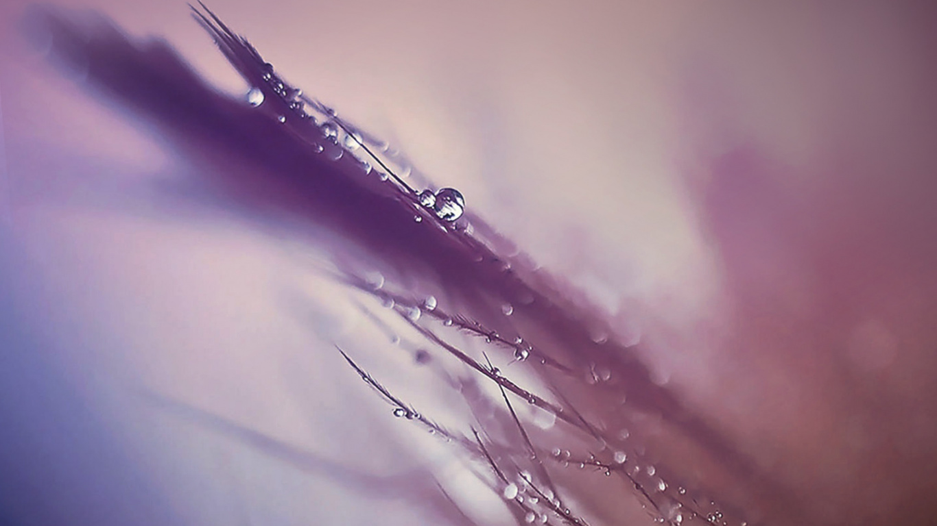 ZTE, ZTE MiFavor, Purple, Violet, Atmosphere. Wallpaper in 1366x768 Resolution