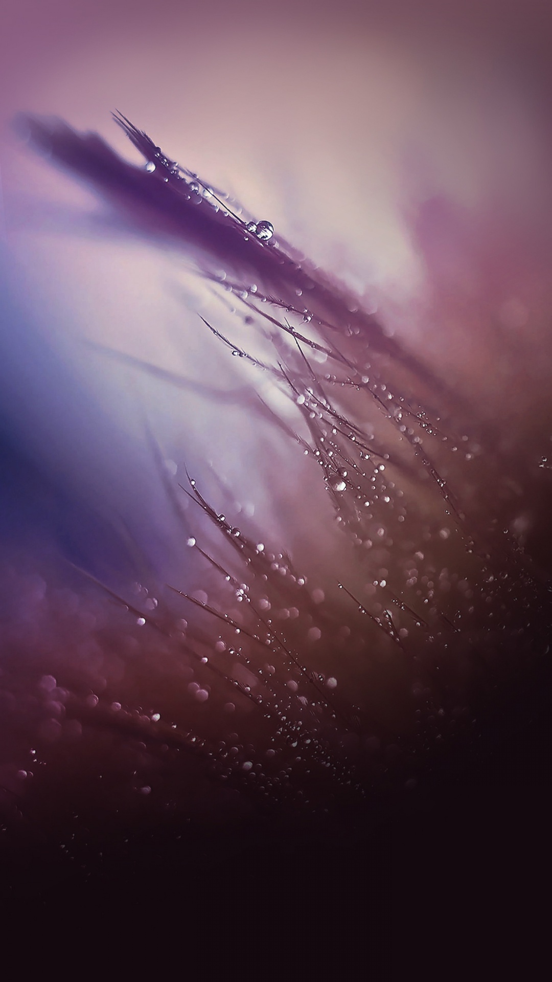 ZTE, ZTE MiFavor, 紫色的, 紫罗兰色, 气氛 壁纸 1080x1920 允许