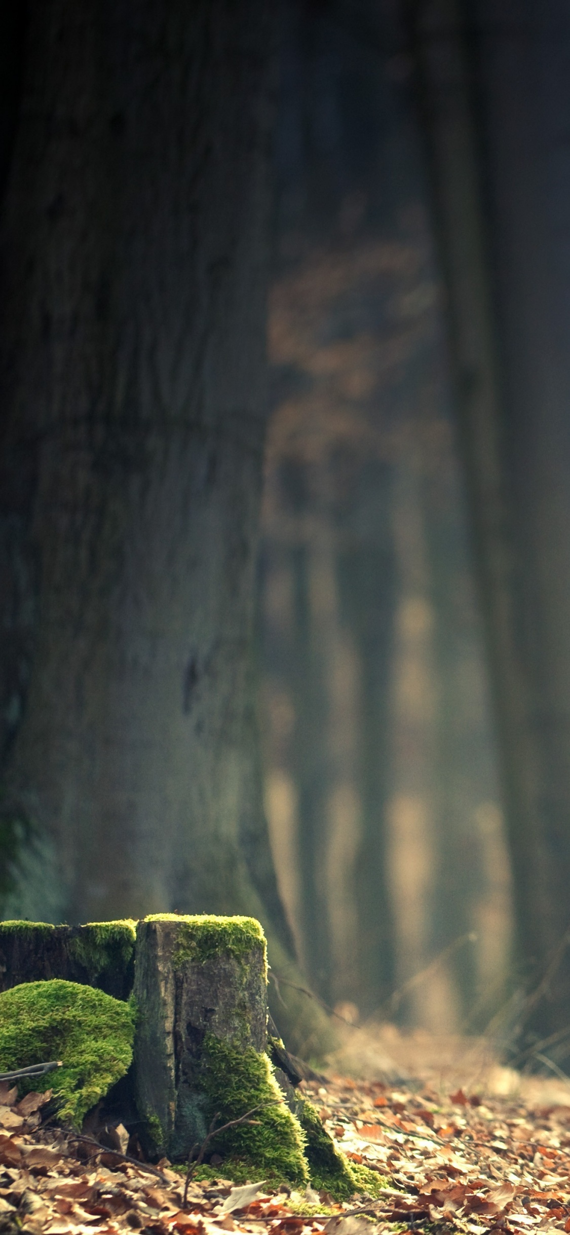 Green Moss on Brown Tree Trunk. Wallpaper in 1125x2436 Resolution