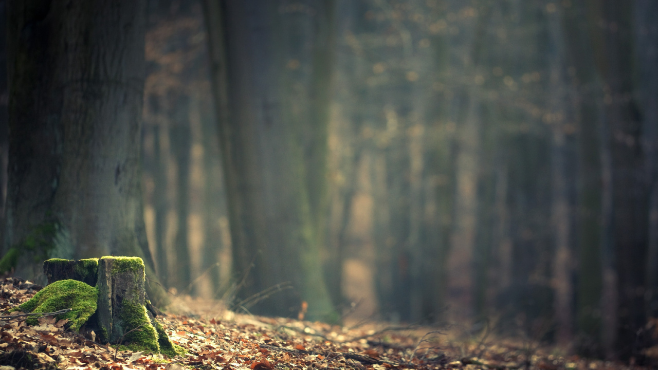 Green Moss on Brown Tree Trunk. Wallpaper in 1280x720 Resolution