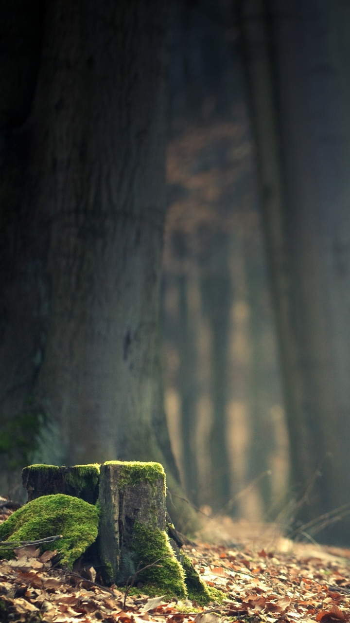 Mousse Verte Sur Tronc D'arbre Brun. Wallpaper in 720x1280 Resolution