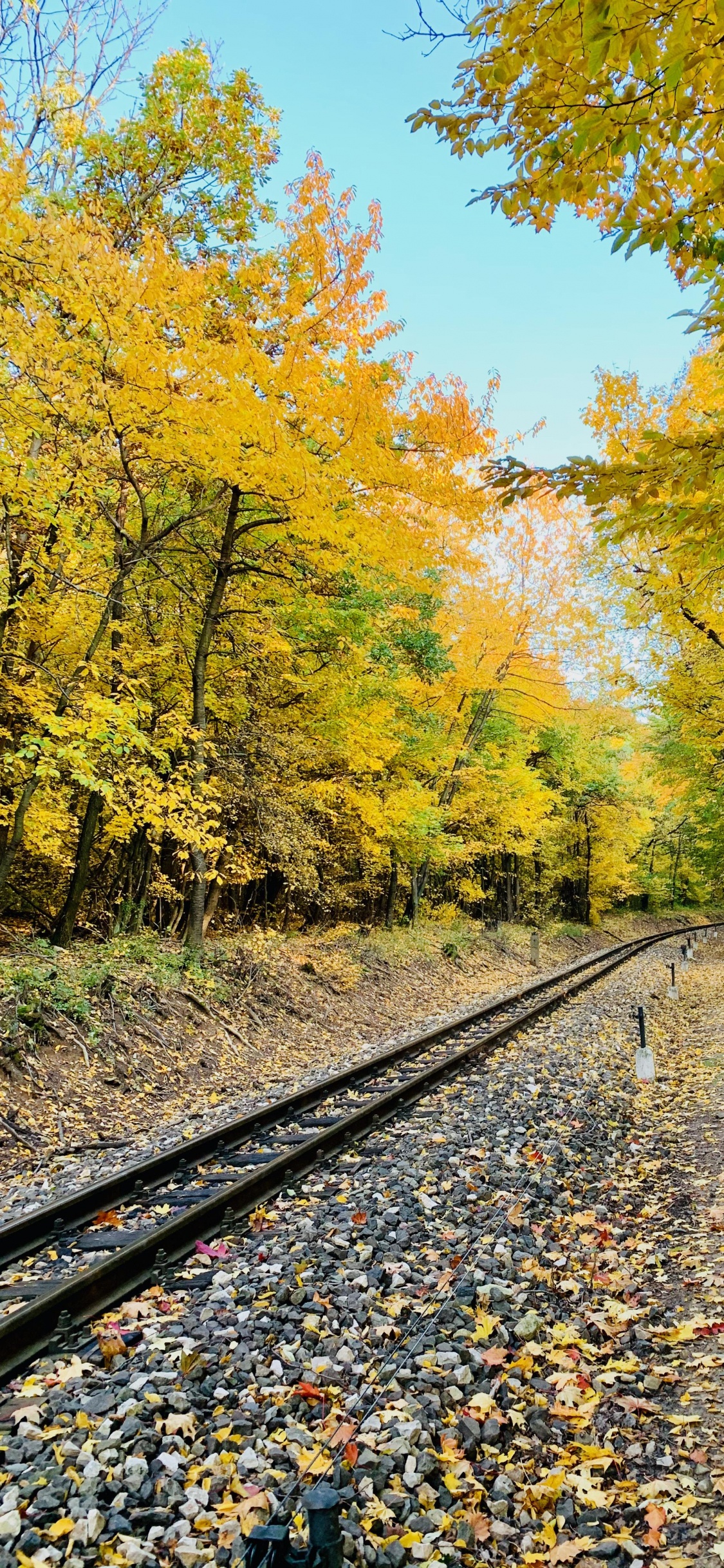 Piste, Les Gens Dans la Nature, Feuille, Paysage Naturel, Jaune. Wallpaper in 1125x2436 Resolution