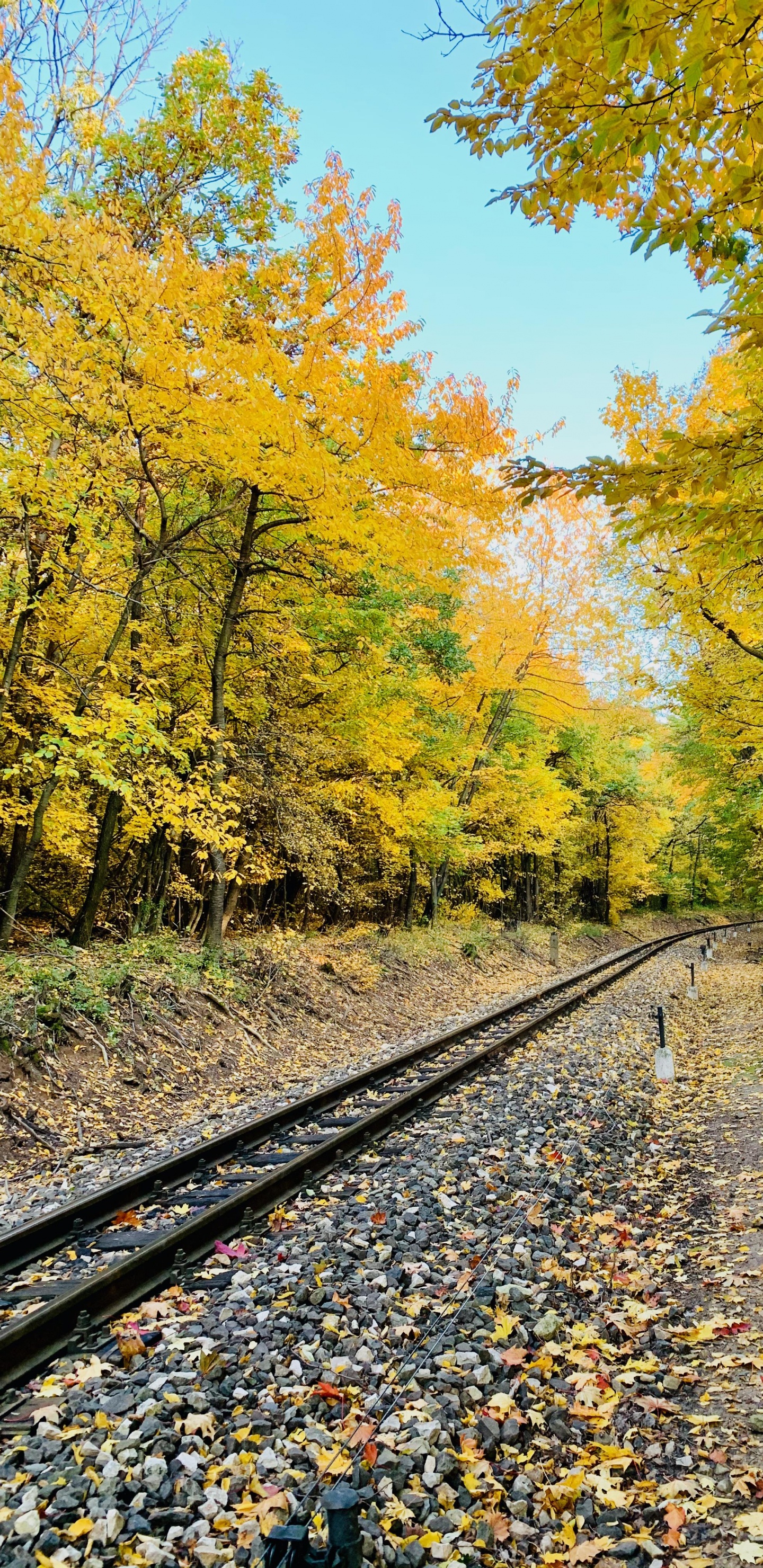 Piste, Les Gens Dans la Nature, Feuille, Paysage Naturel, Jaune. Wallpaper in 1440x2960 Resolution