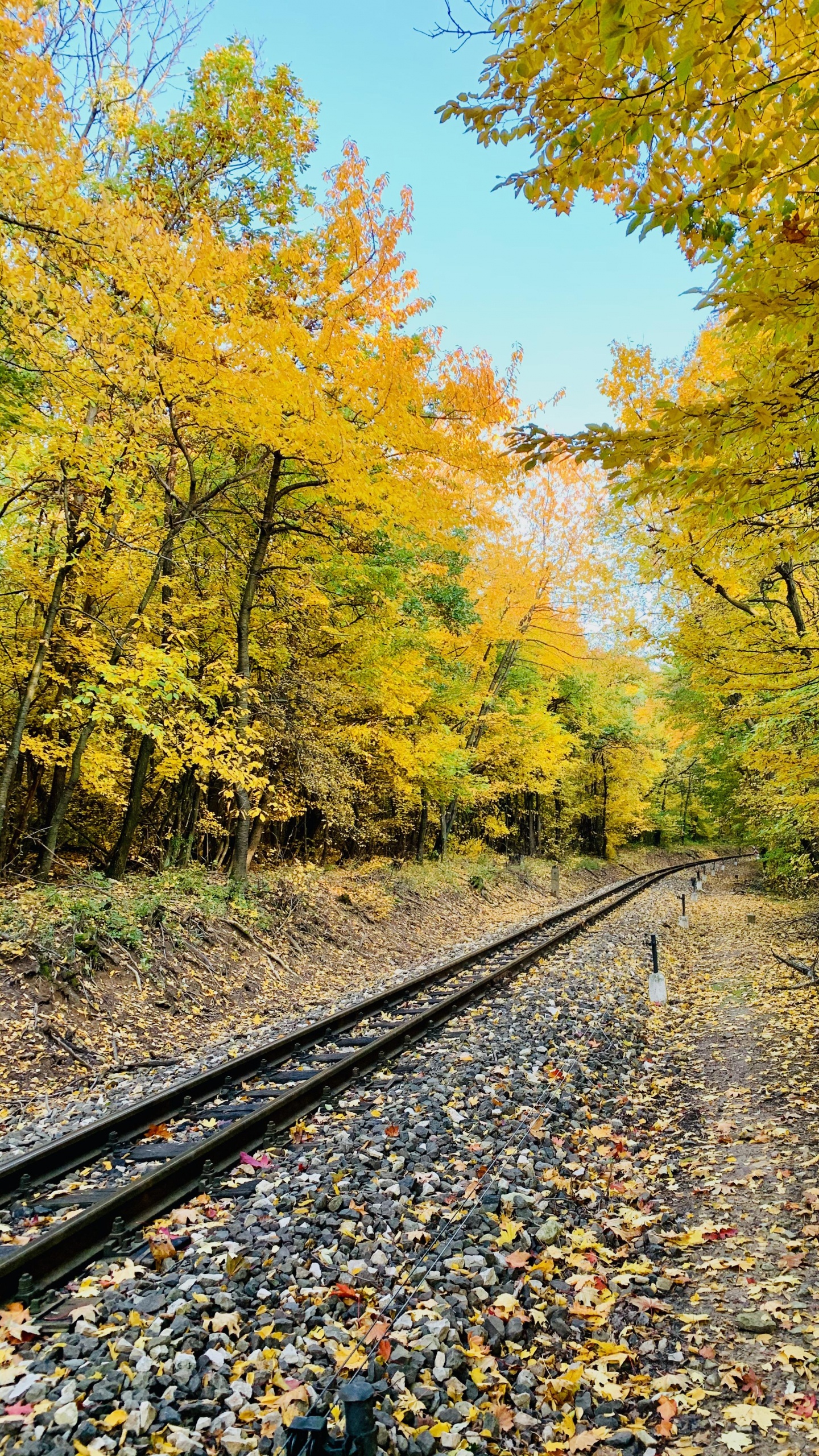 Spur, Menschen in Der Natur, Blatt, Naturlandschaft, Holz. Wallpaper in 1440x2560 Resolution