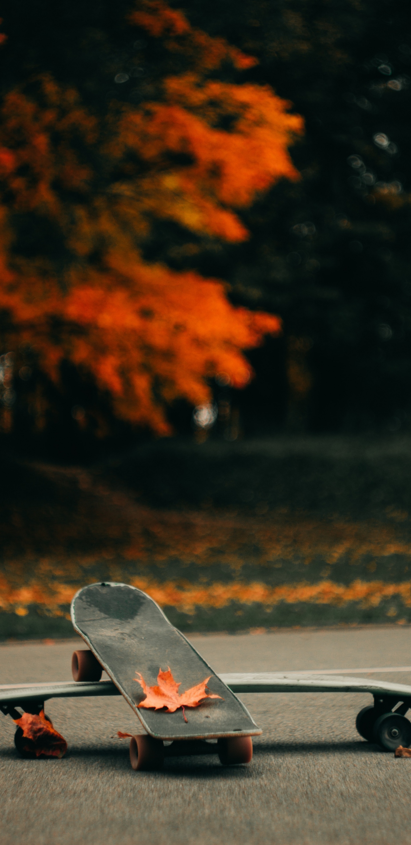 照片, 小兄弟, Boardsport, 滑板设备, 娱乐 壁纸 1440x2960 允许