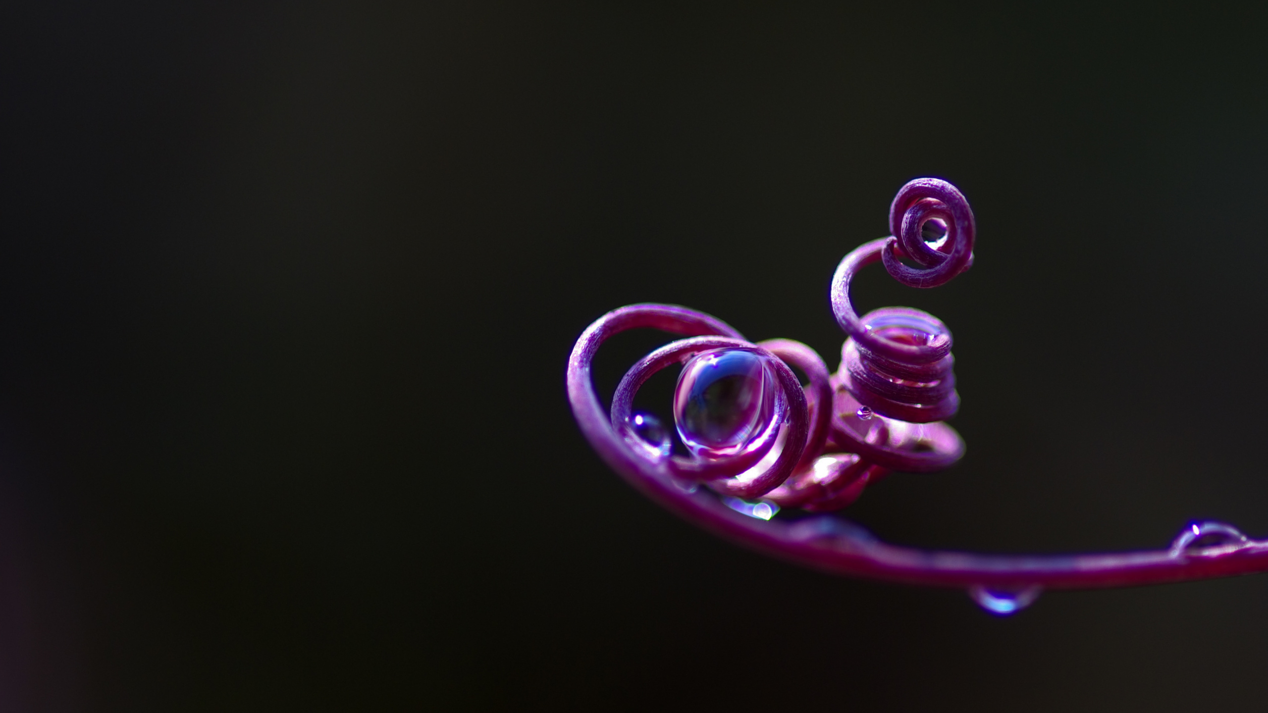 Pink, Purpur, Veilchen, Wasser, Magenta. Wallpaper in 2560x1440 Resolution