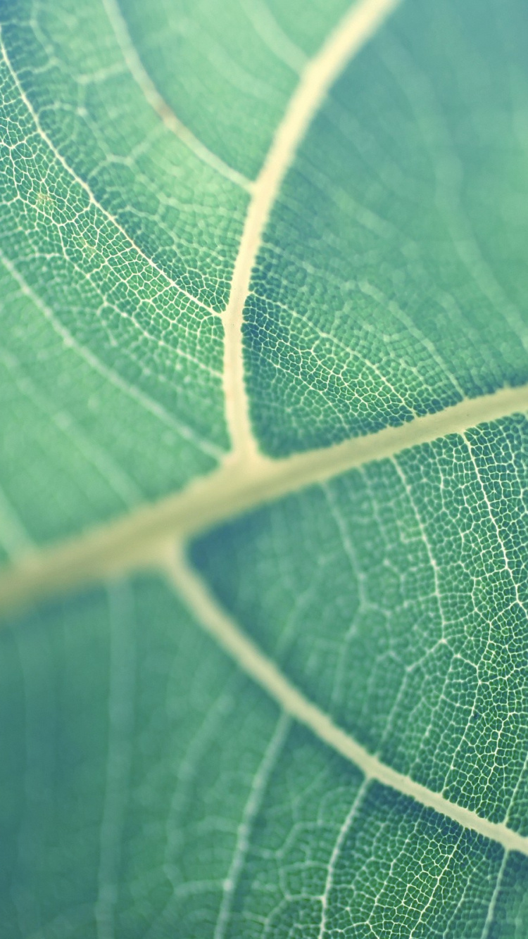 Feuille Verte Dans L'objectif Macro. Wallpaper in 750x1334 Resolution