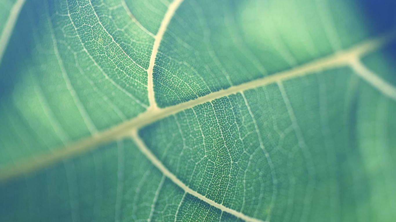 Hoja Verde en Lente Macro. Wallpaper in 1366x768 Resolution