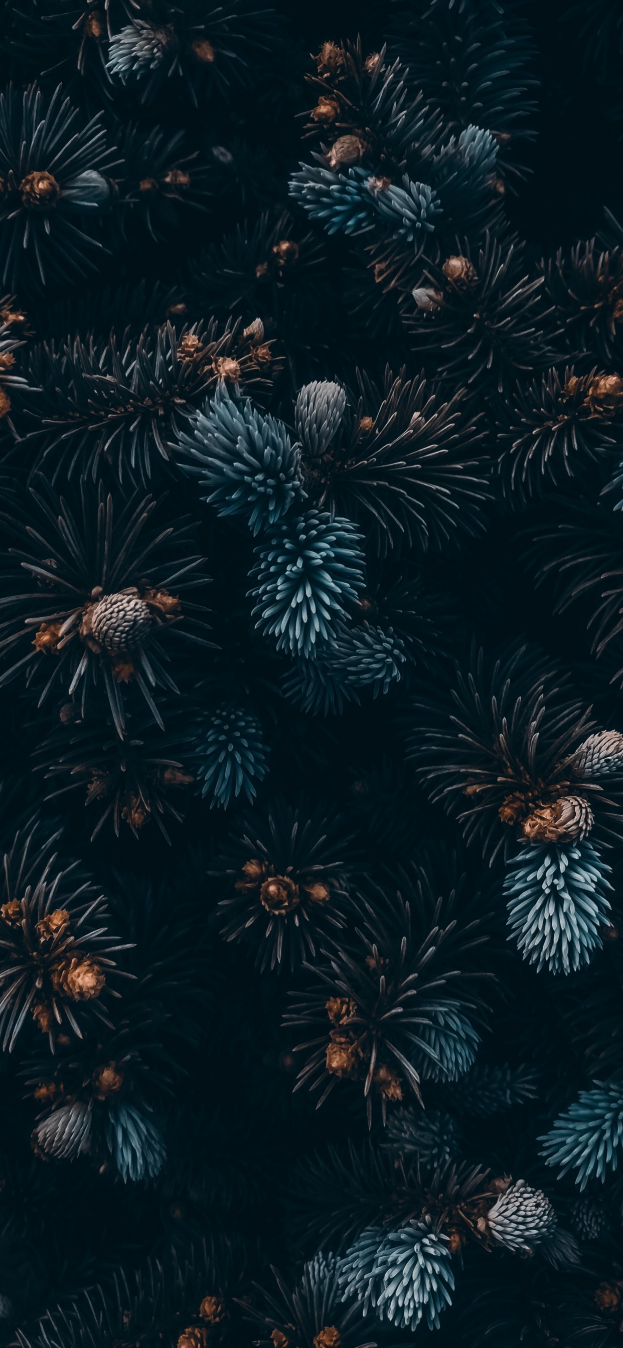 Plant, Terrestrial Plant, Vegetation, Midnight, Symmetry. Wallpaper in 1242x2688 Resolution