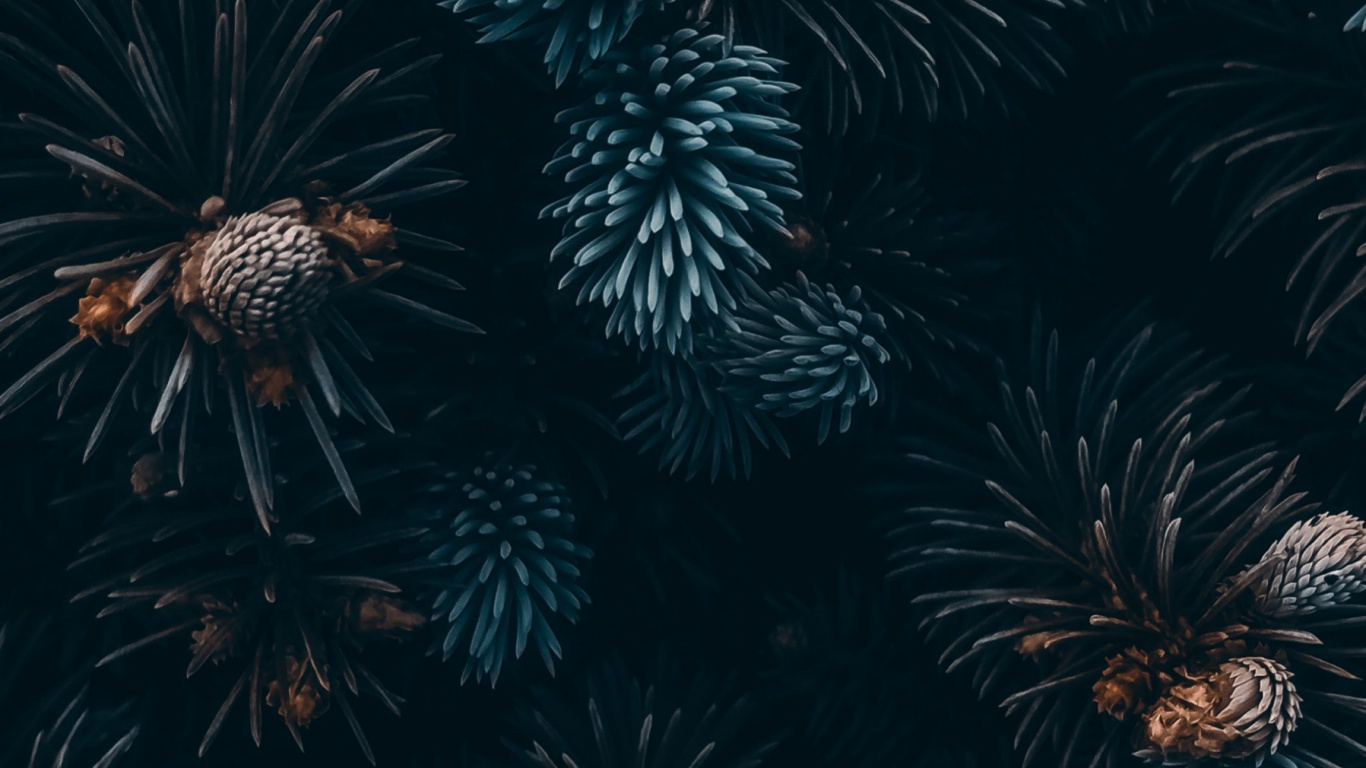 Plant, Terrestrial Plant, Vegetation, Midnight, Symmetry. Wallpaper in 1366x768 Resolution