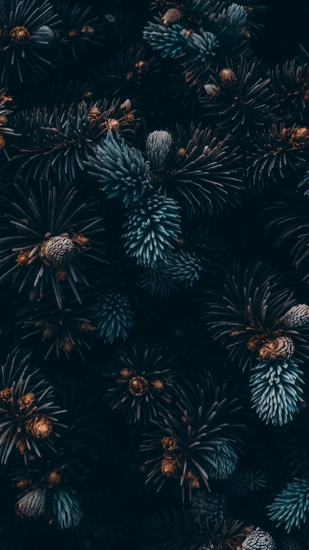 Plante Terrestre, Végétation, Minuit, Symétrie. Wallpaper in 1080x1920 Resolution