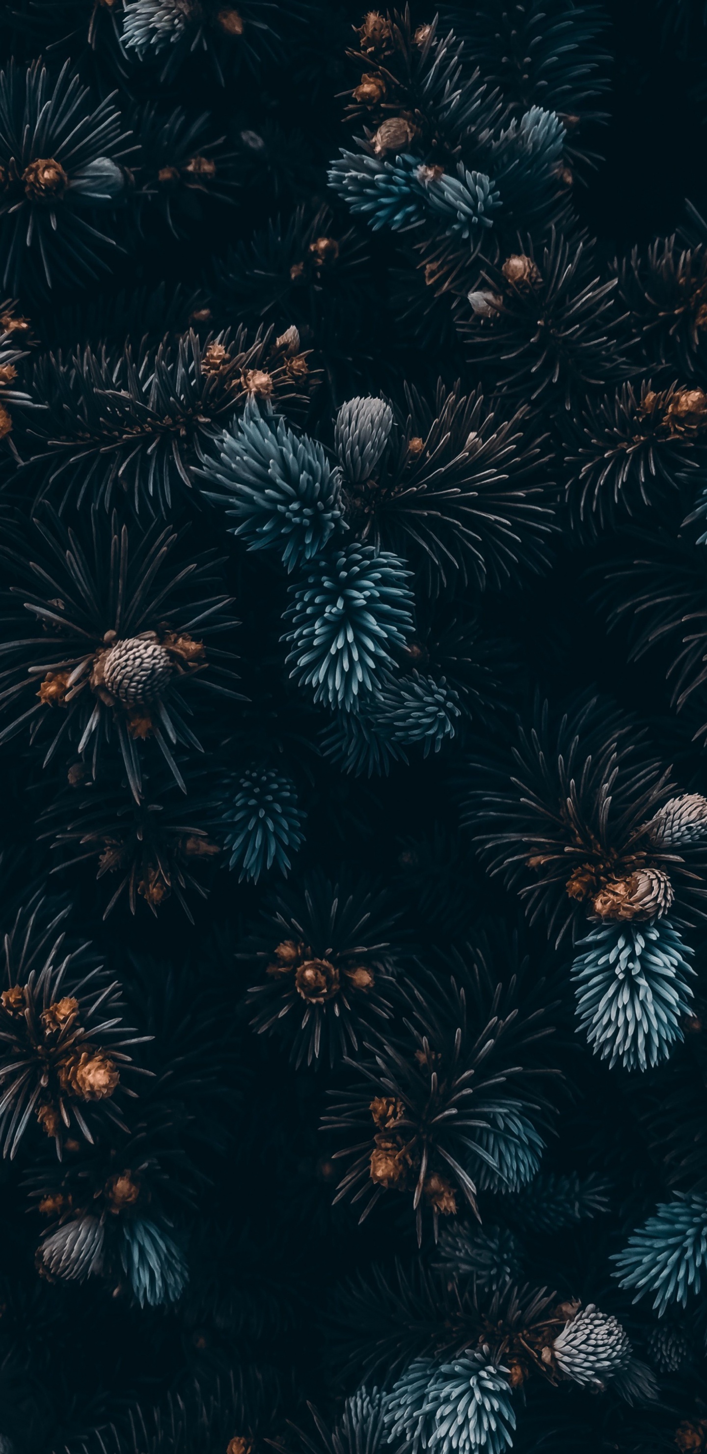 Plante Terrestre, Végétation, Minuit, Symétrie. Wallpaper in 1440x2960 Resolution