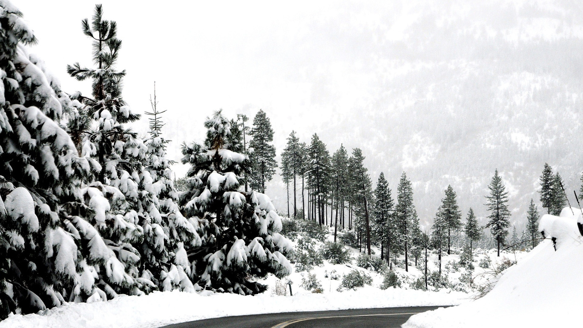 Route Goudronnée Grise Entre Les Arbres Couverts de Neige. Wallpaper in 1920x1080 Resolution