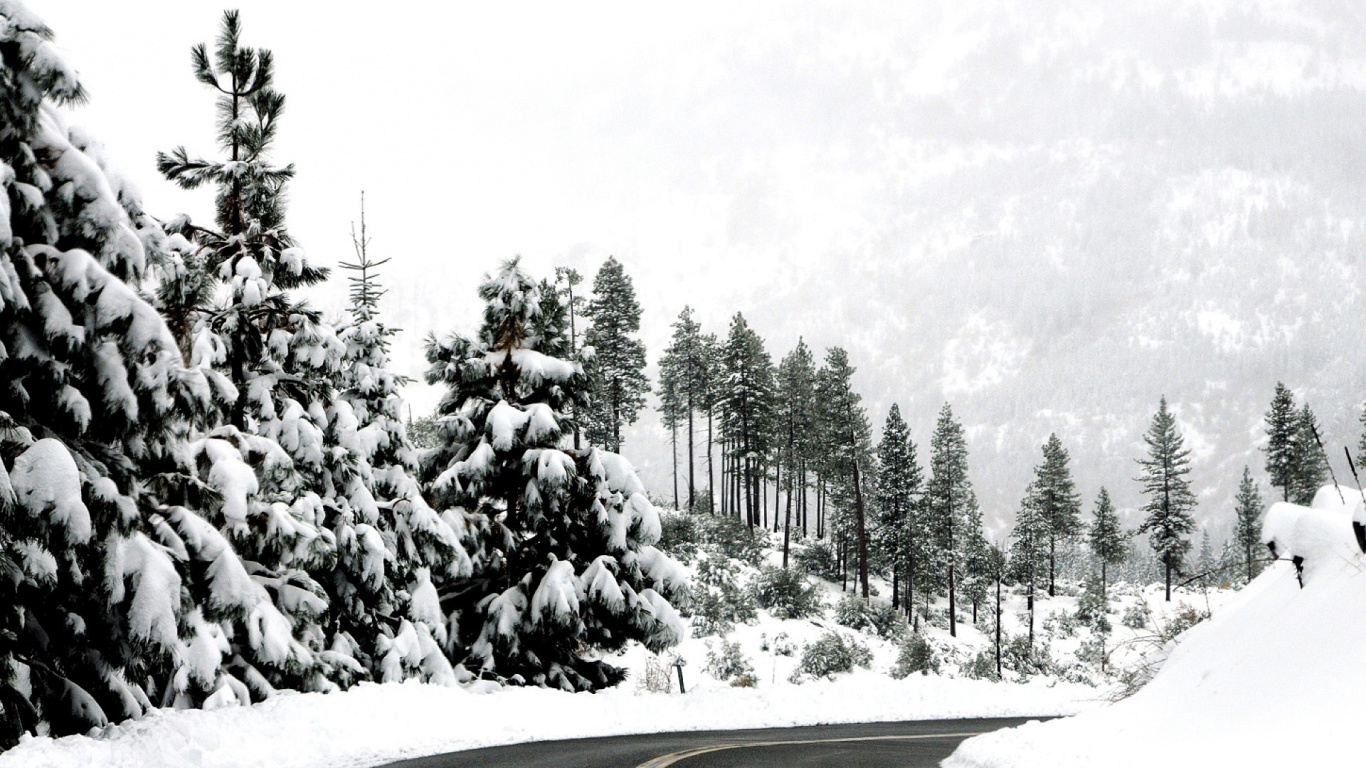 Gray Asphalt Road Between Trees Covered With Snow. Wallpaper in 1366x768 Resolution