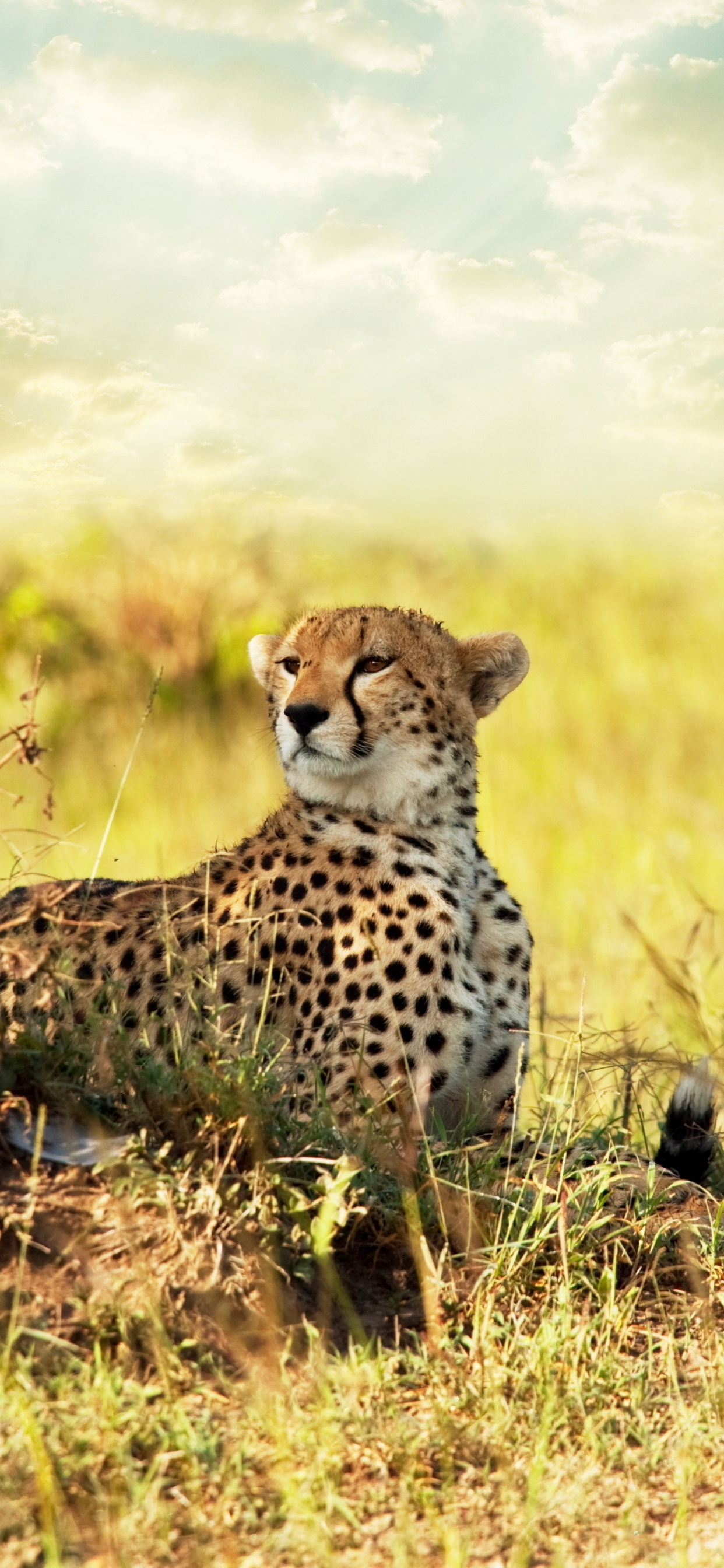 Gepard Auf Der Grünen Wiese Tagsüber. Wallpaper in 1242x2688 Resolution