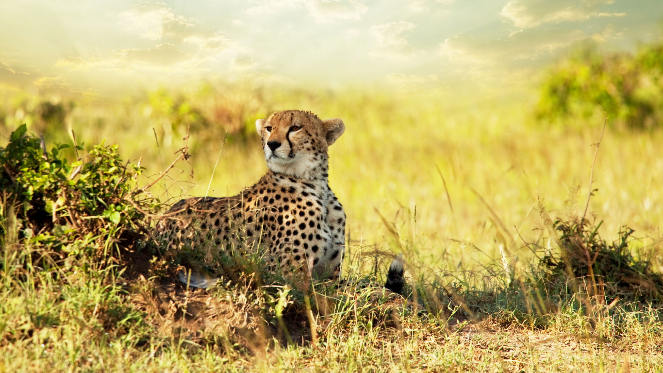 Gepard Auf Der Grünen Wiese Tagsüber. Wallpaper in 1366x768 Resolution