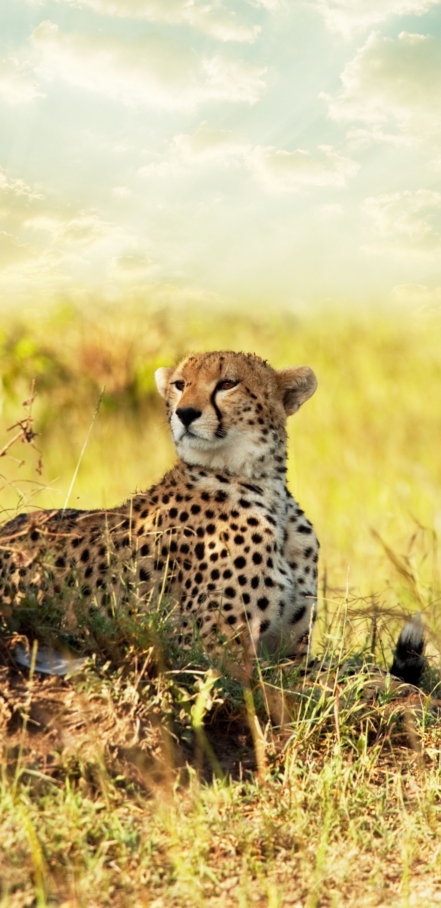 Gepard Auf Der Grünen Wiese Tagsüber. Wallpaper in 1440x2960 Resolution