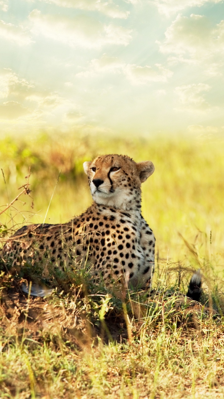 Gepard Auf Der Grünen Wiese Tagsüber. Wallpaper in 720x1280 Resolution