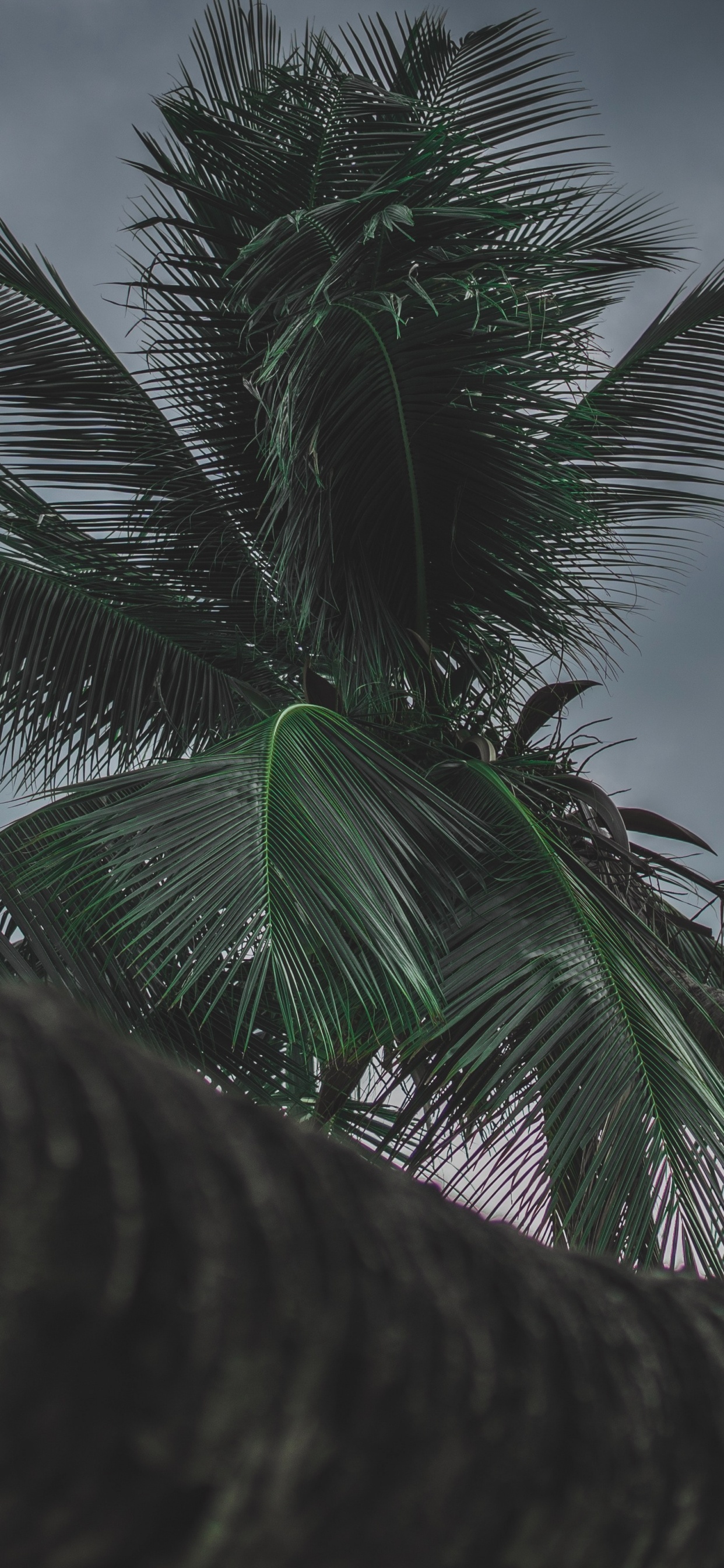 Palme, Baum, Cloud, Woody Pflanze, Tropics. Wallpaper in 1242x2688 Resolution