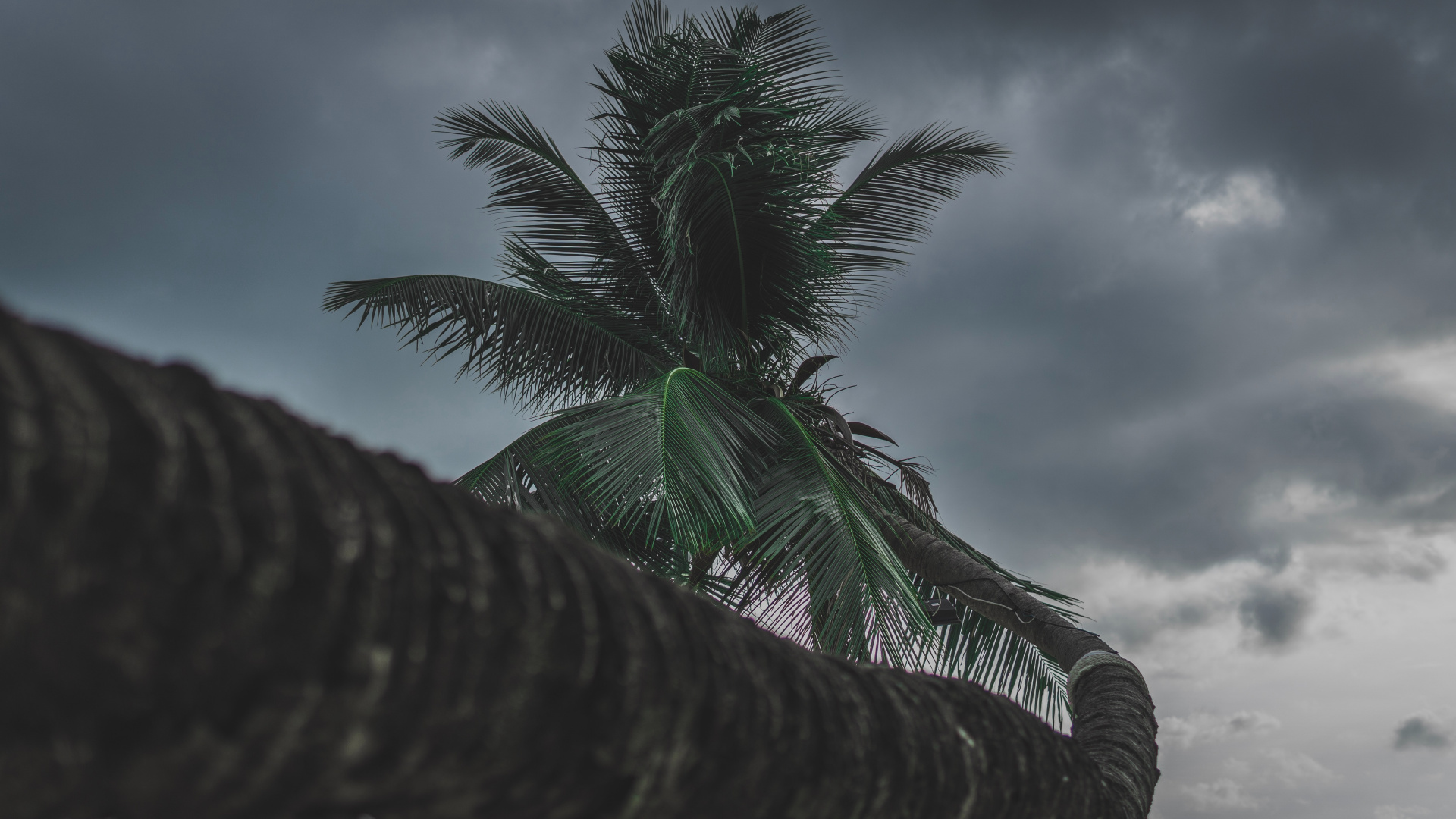 Palme, Baum, Cloud, Woody Pflanze, Tropics. Wallpaper in 1920x1080 Resolution