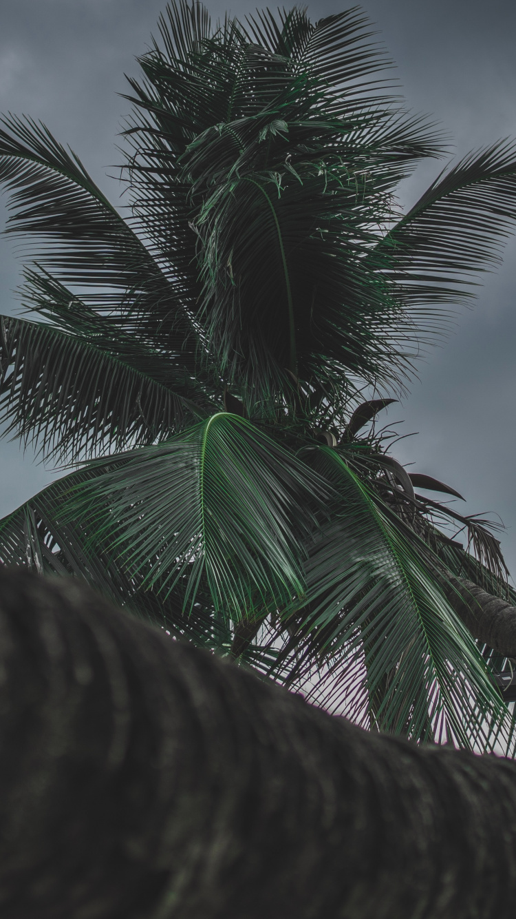Palme, Baum, Cloud, Woody Pflanze, Tropics. Wallpaper in 750x1334 Resolution