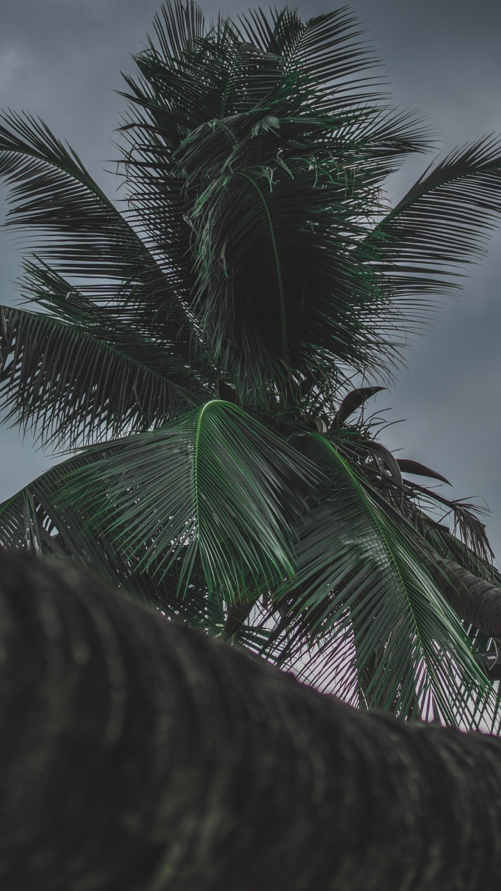 Palm Trees, Tree, Palm Tree, Cloud, Woody Plant. Wallpaper in 720x1280 Resolution