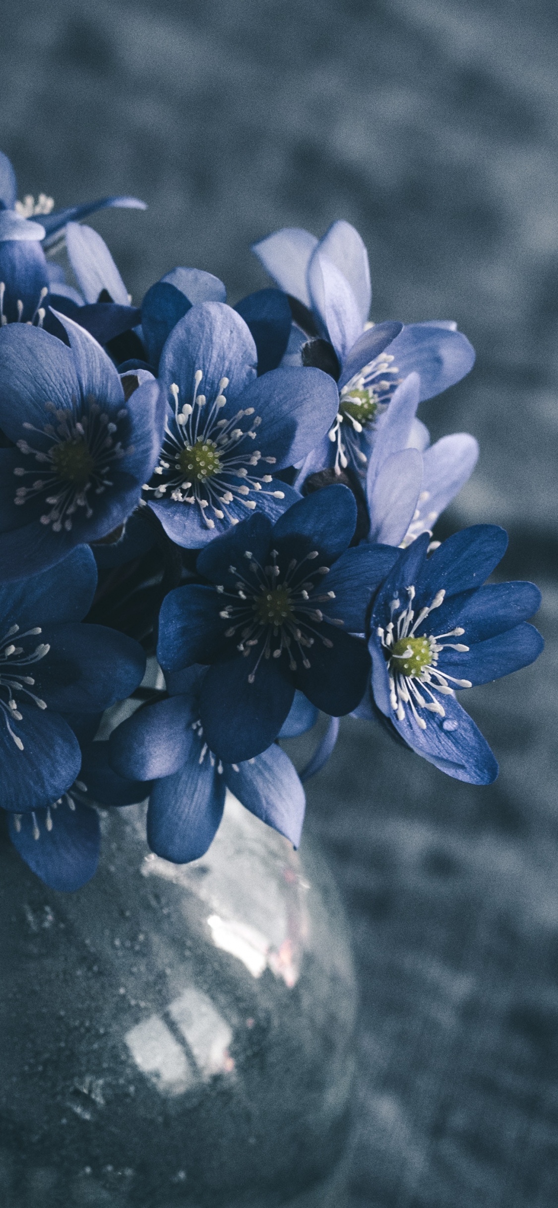 Purple Flowers in Tilt Shift Lens. Wallpaper in 1125x2436 Resolution