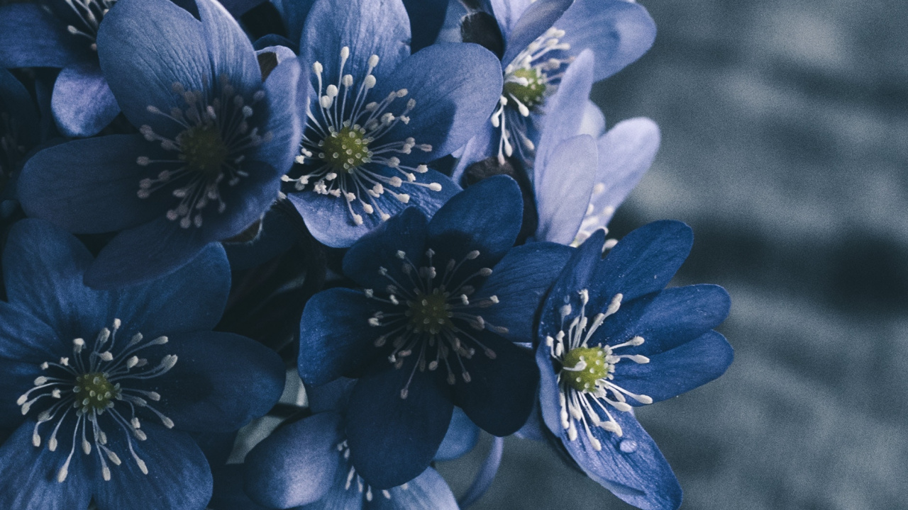 Purple Flowers in Tilt Shift Lens. Wallpaper in 1280x720 Resolution