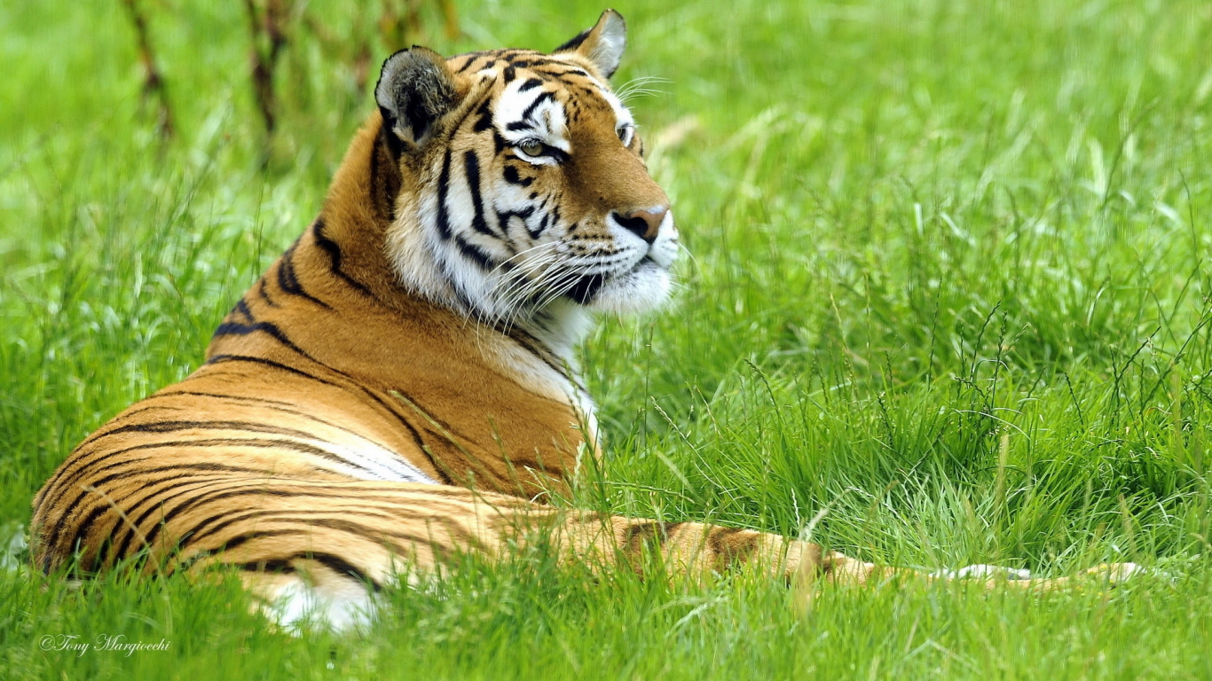 Tigre Brun et Noir Allongé Sur L'herbe Verte Pendant la Journée. Wallpaper in 1366x768 Resolution
