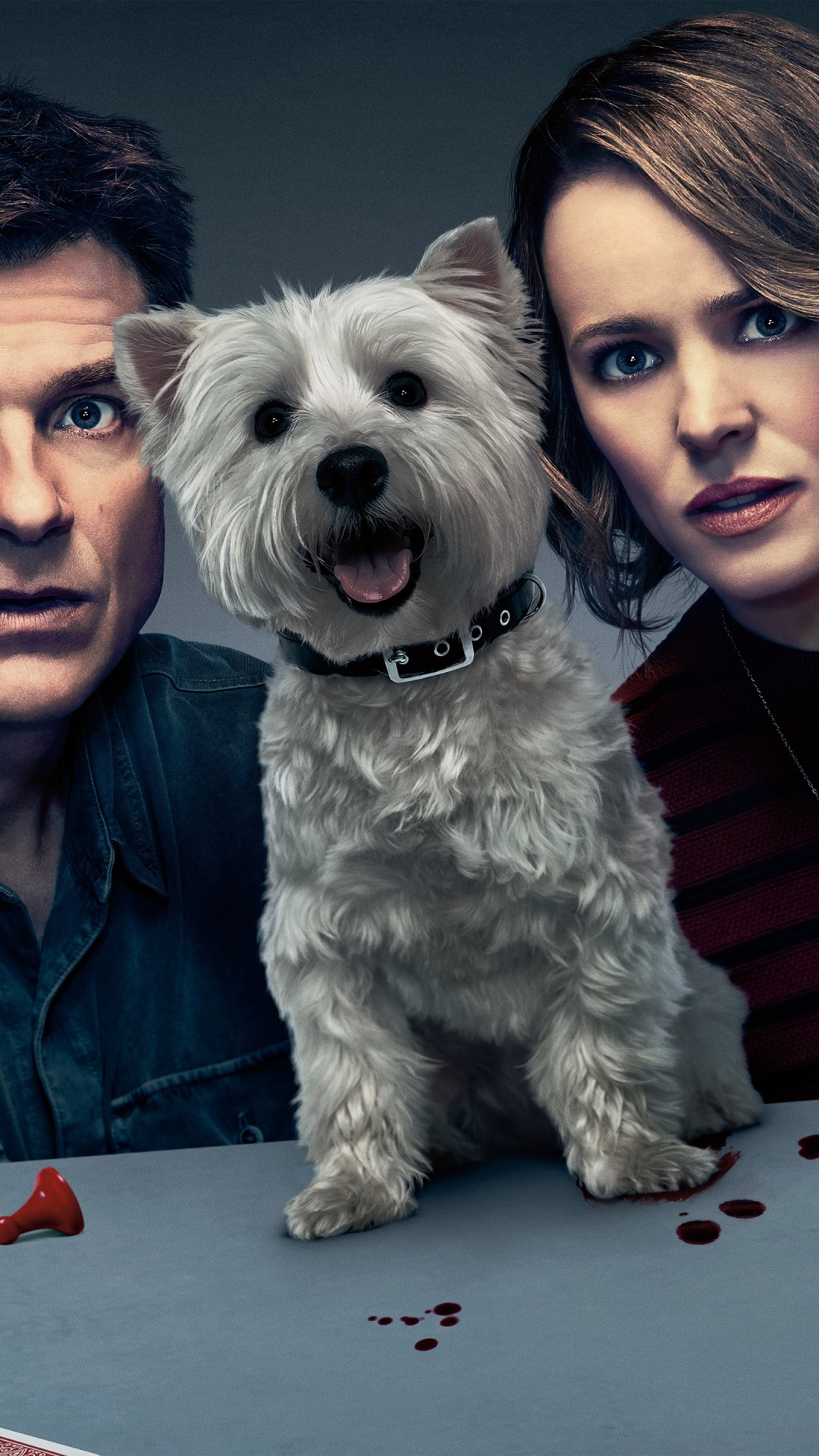 Girl in Gray Long Sleeve Shirt Holding White Long Coated Small Dog. Wallpaper in 1080x1920 Resolution