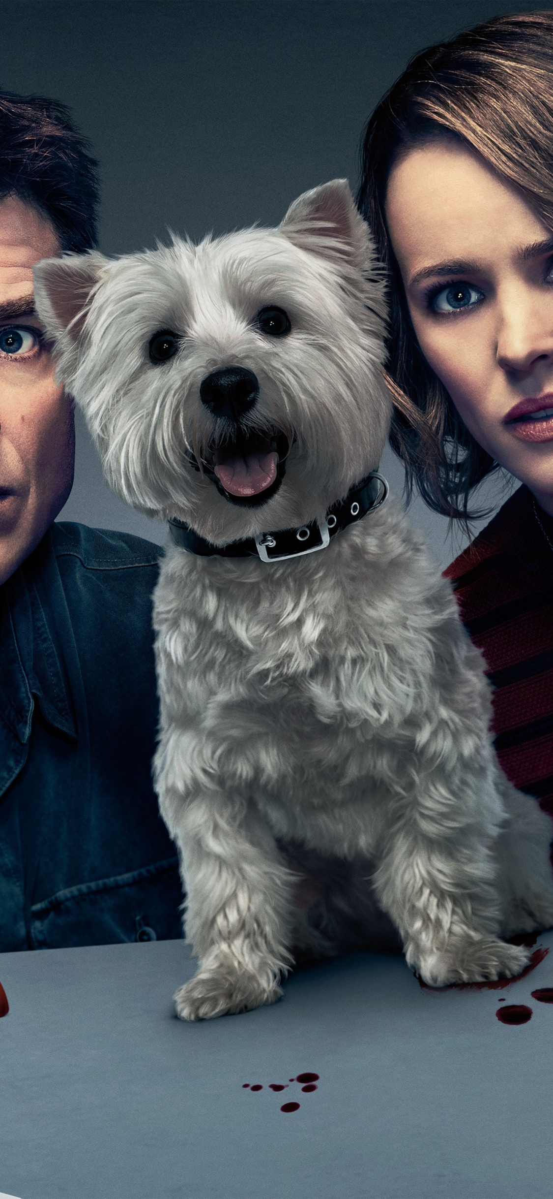 Mädchen in Grauem Langarmhemd Mit Weißem, Langem, Beschichtetem Kleinen Hund. Wallpaper in 1125x2436 Resolution