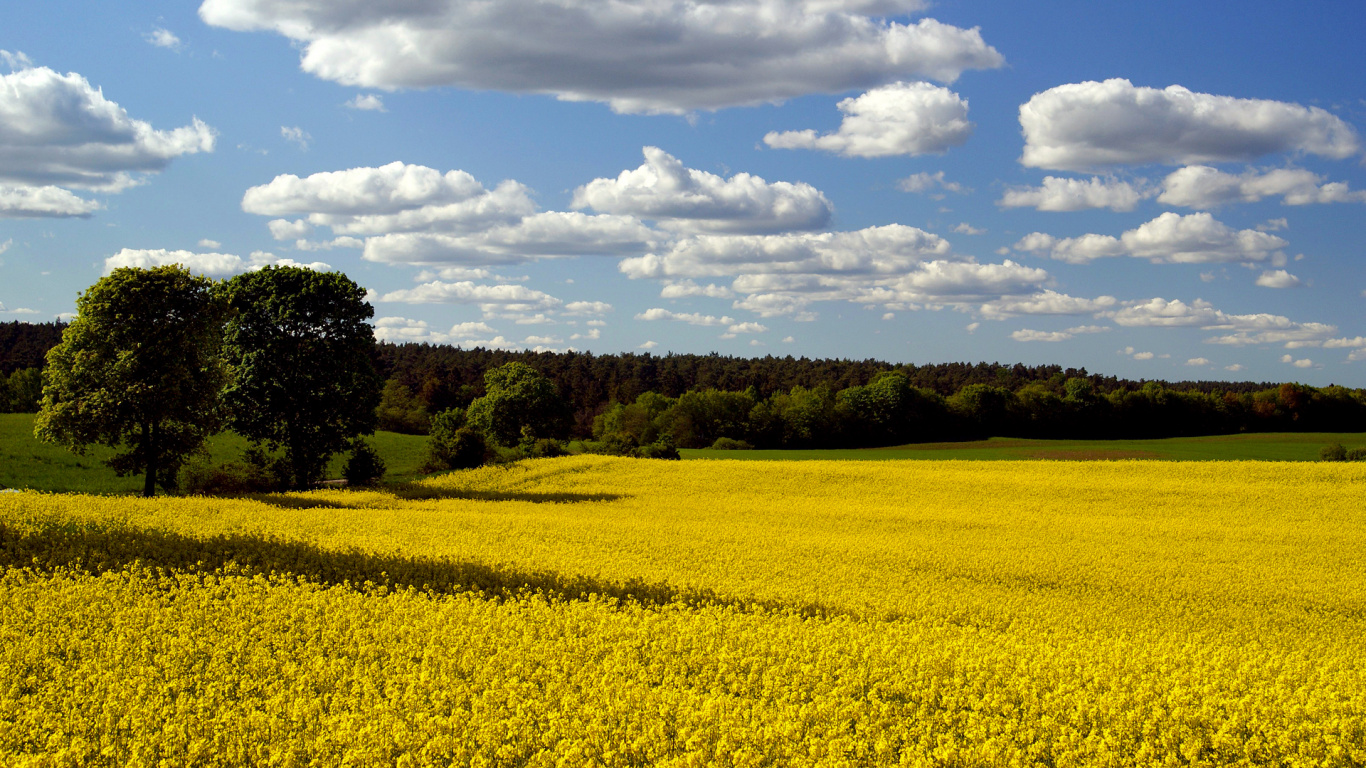 Green Grass Field Under White Clouds and Blue Sky During Daytime. Wallpaper in 1366x768 Resolution