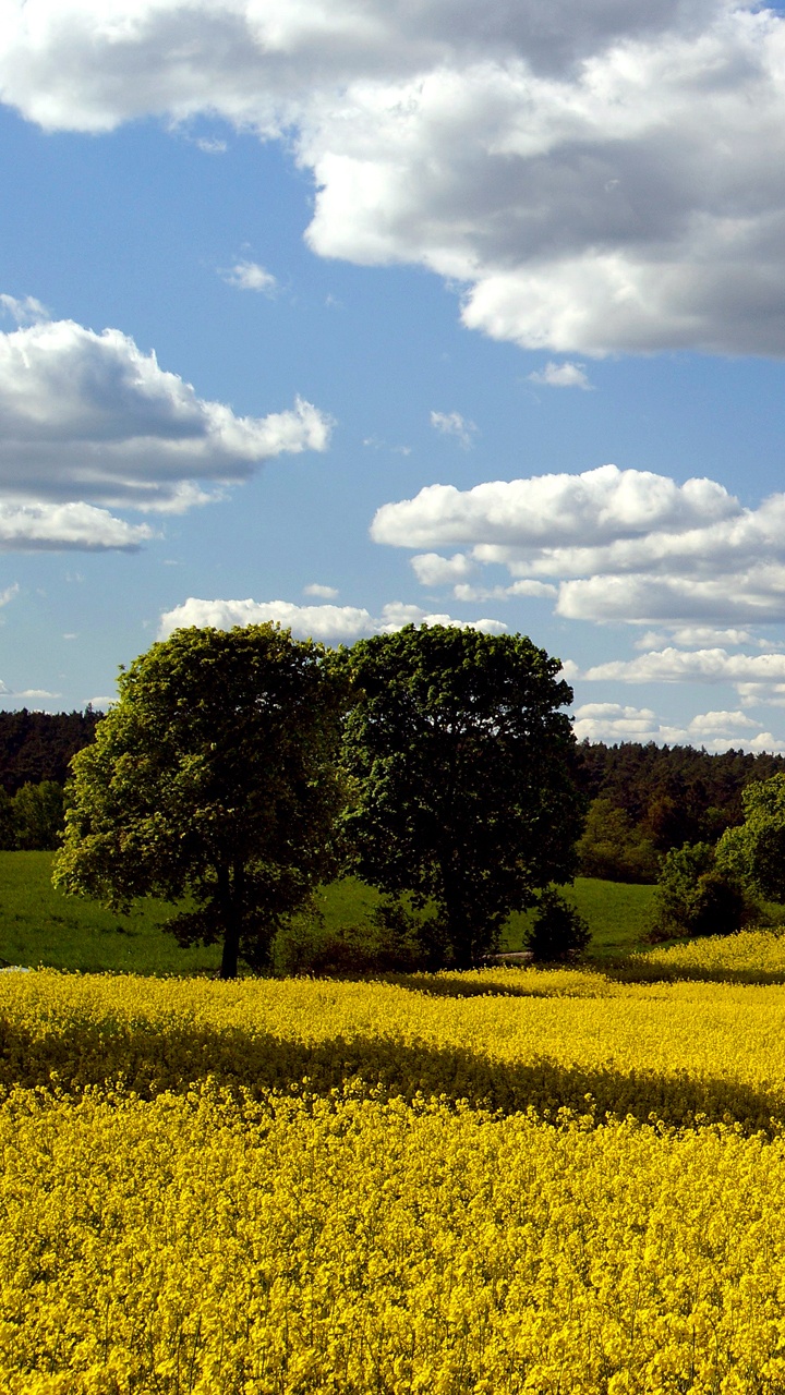 Grüne Wiese Unter Weißen Wolken Und Blauem Himmel Tagsüber. Wallpaper in 720x1280 Resolution