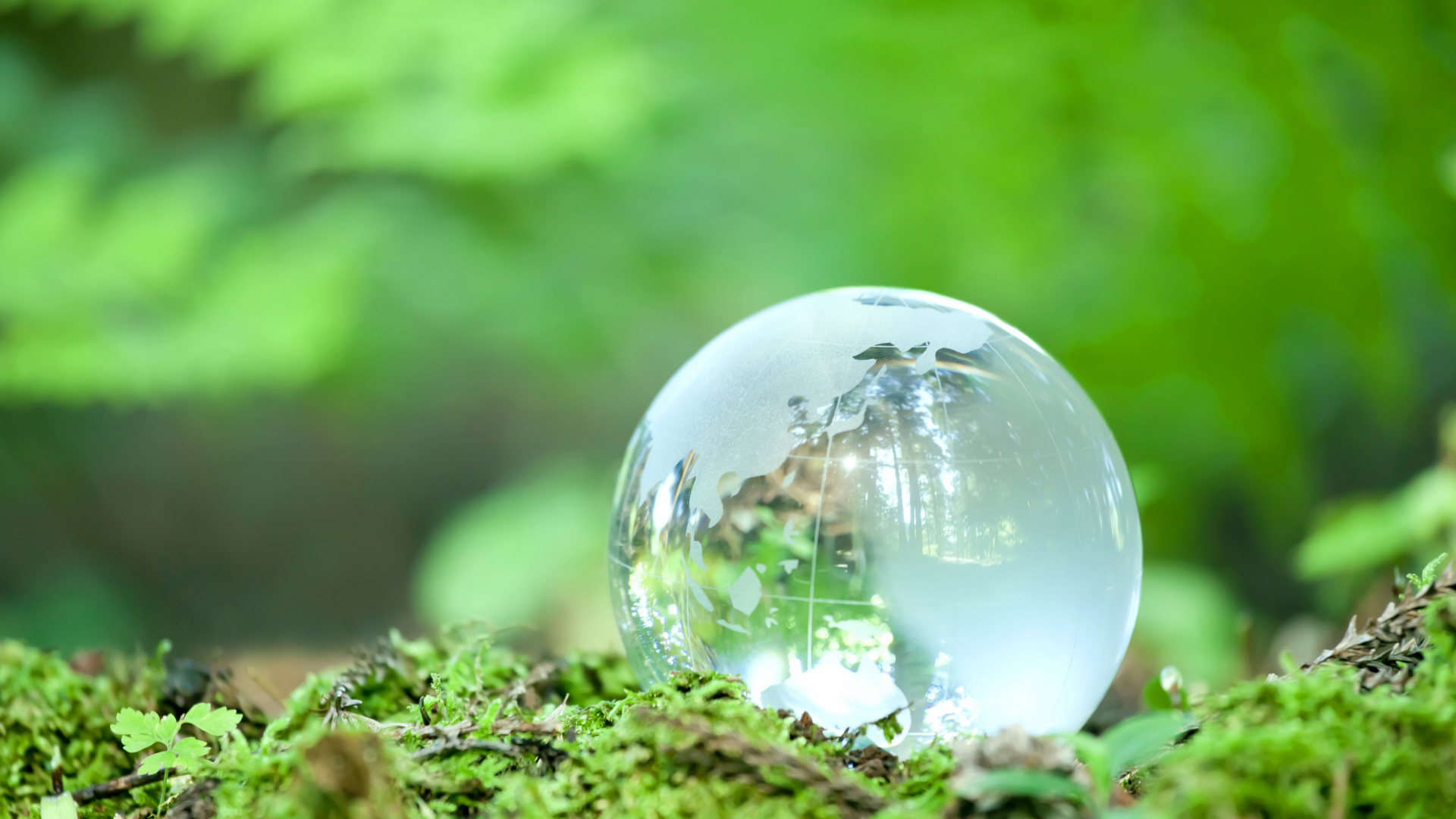 Water, System, Plant, Leaf, Natural Landscape. Wallpaper in 1920x1080 Resolution