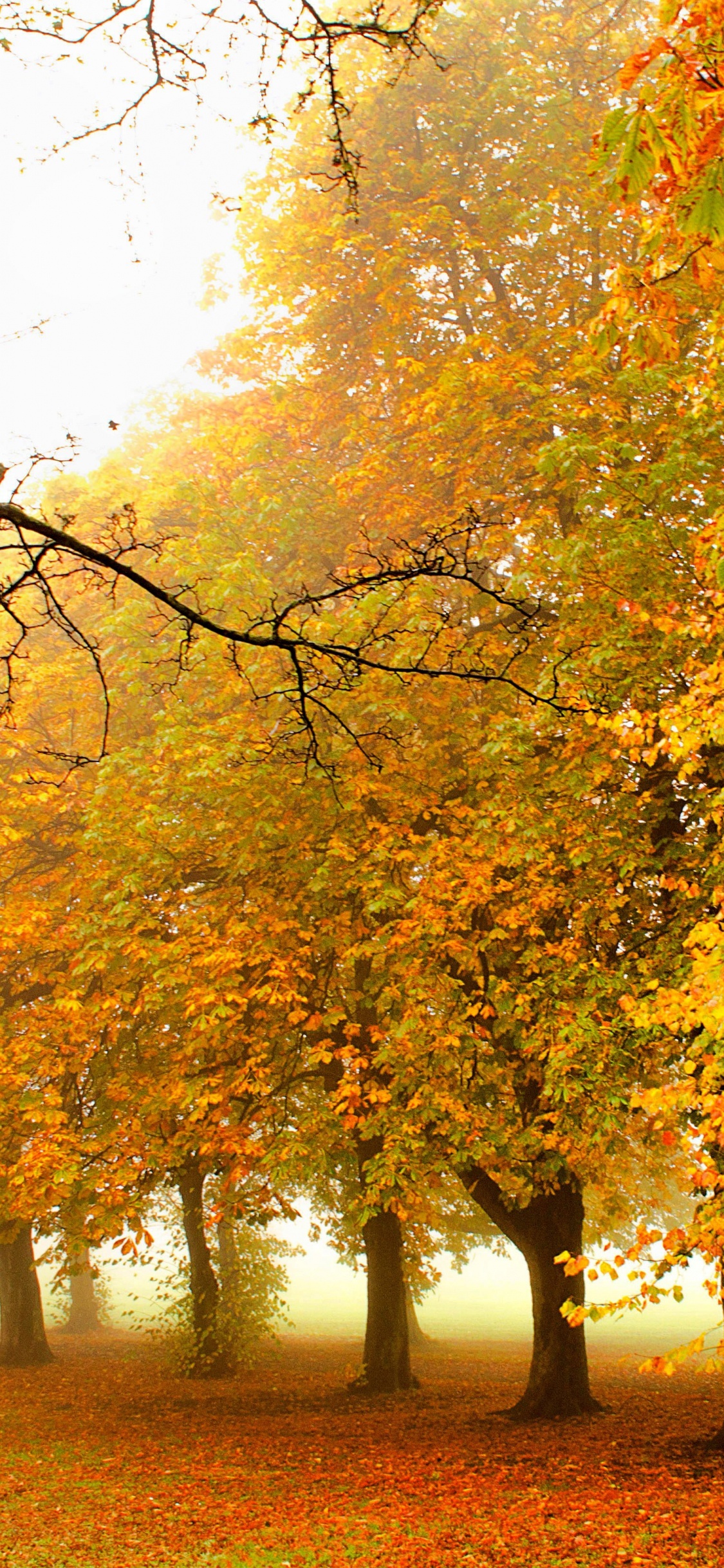 Braune Und Gelbe Blattbäume. Wallpaper in 1125x2436 Resolution