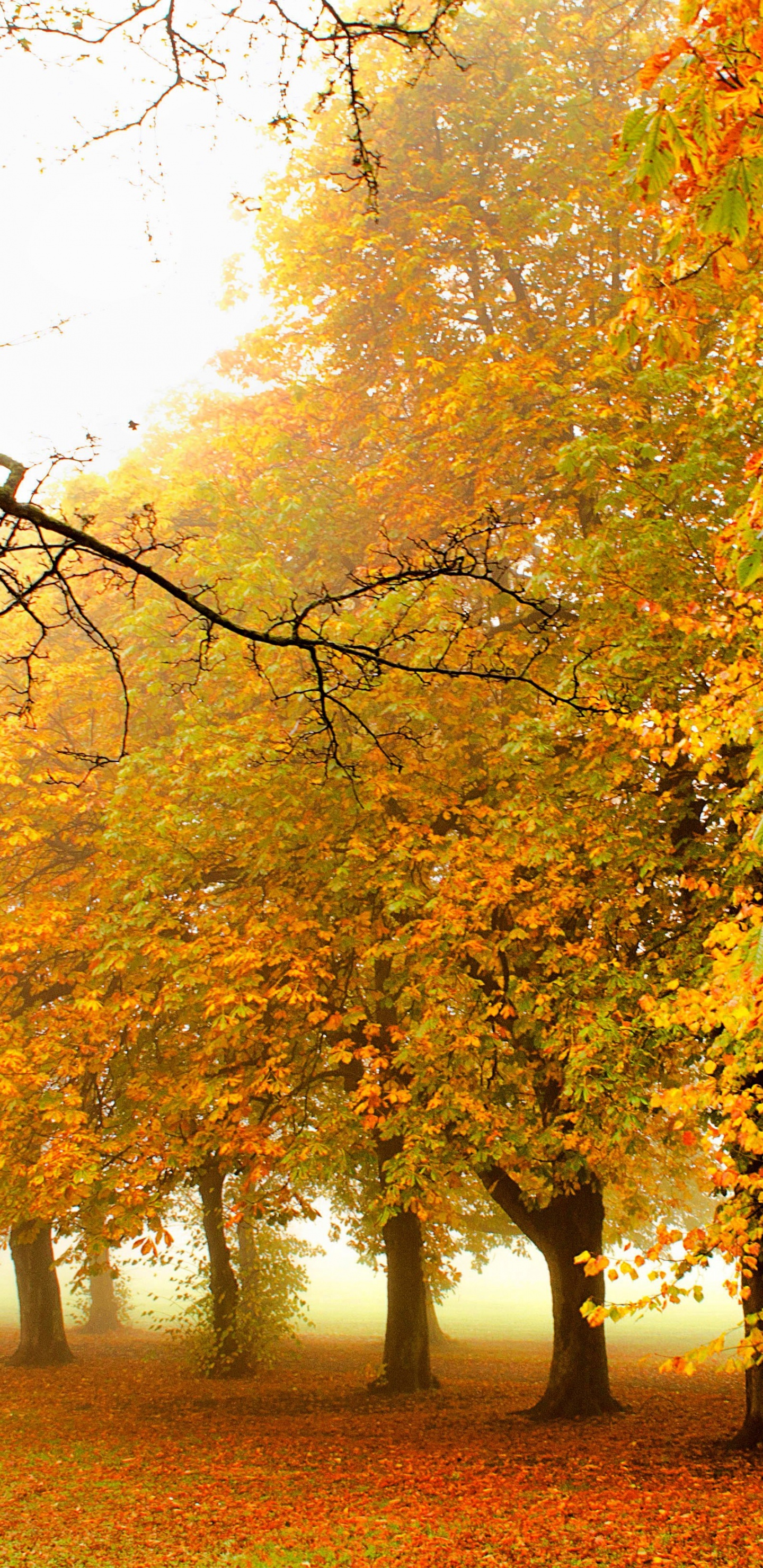 Arbres à Feuilles Brunes et Jaunes. Wallpaper in 1440x2960 Resolution