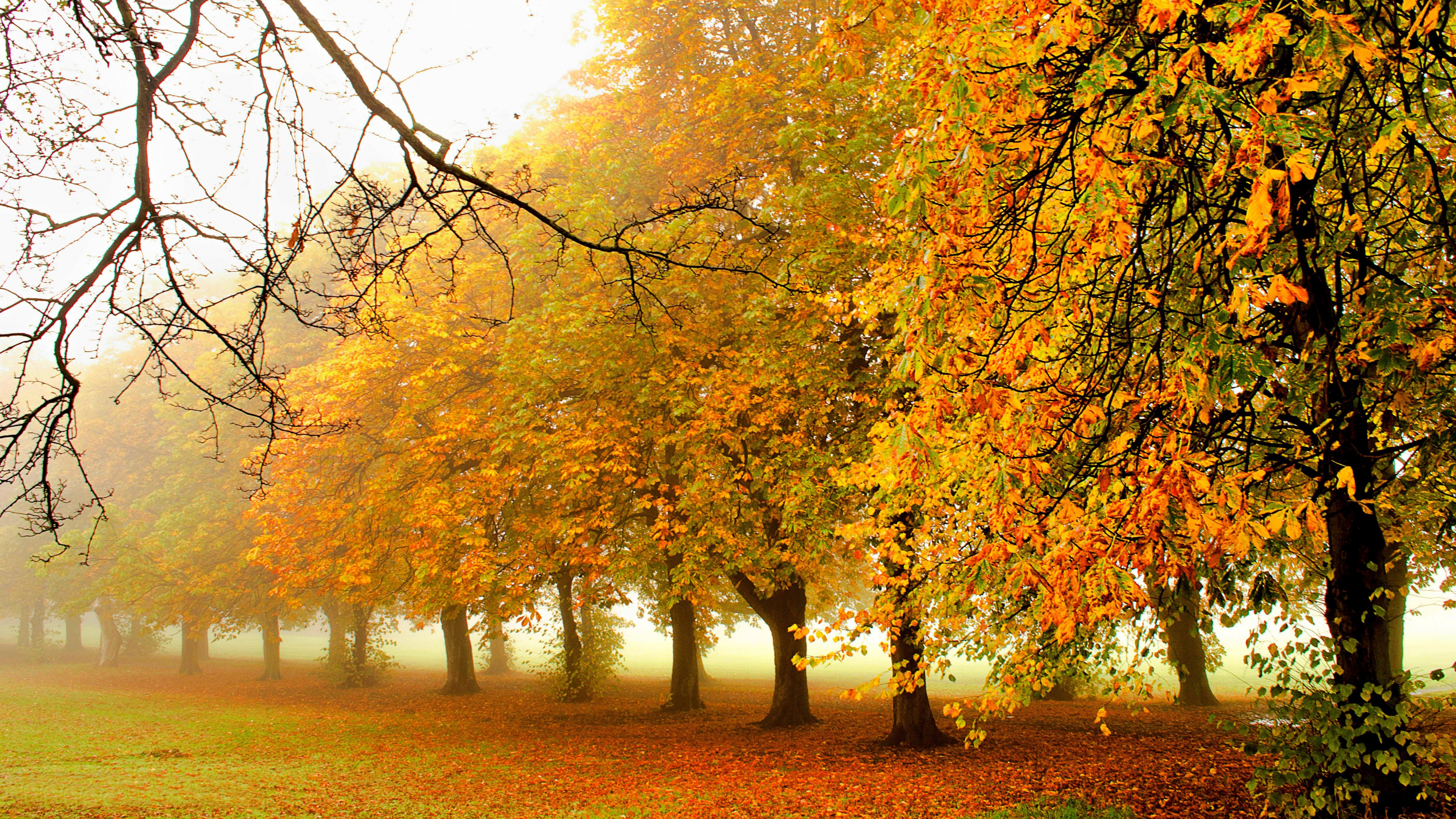 Arbres à Feuilles Brunes et Jaunes. Wallpaper in 3840x2160 Resolution