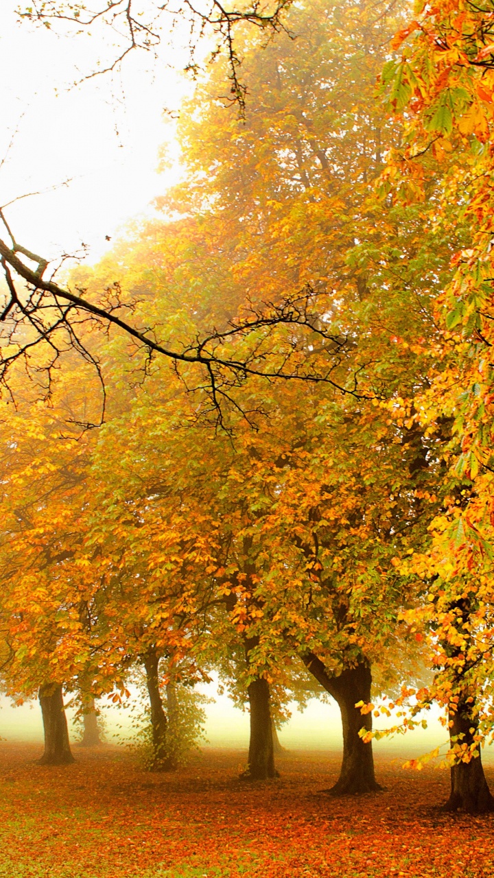 Arbres à Feuilles Brunes et Jaunes. Wallpaper in 720x1280 Resolution